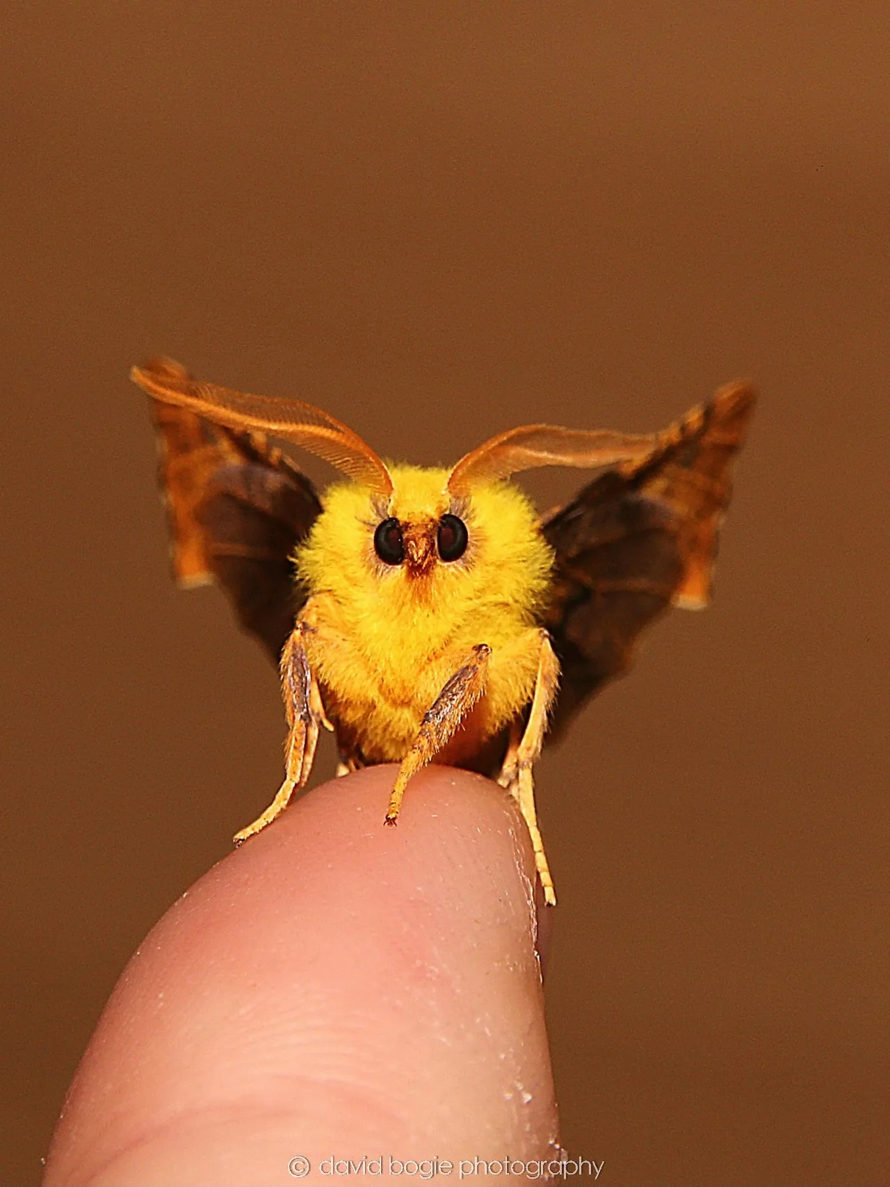 YEAR20240925 Moth IMG_0409 (1).jpg