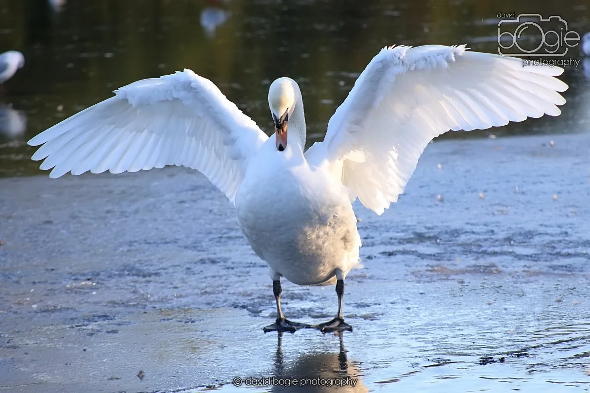 20260103 112034 Beveridge Park 0050.JPG