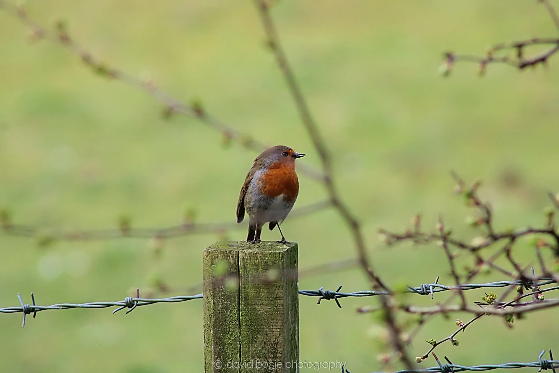 20190401 100235 Cardenden 0016.jpg
