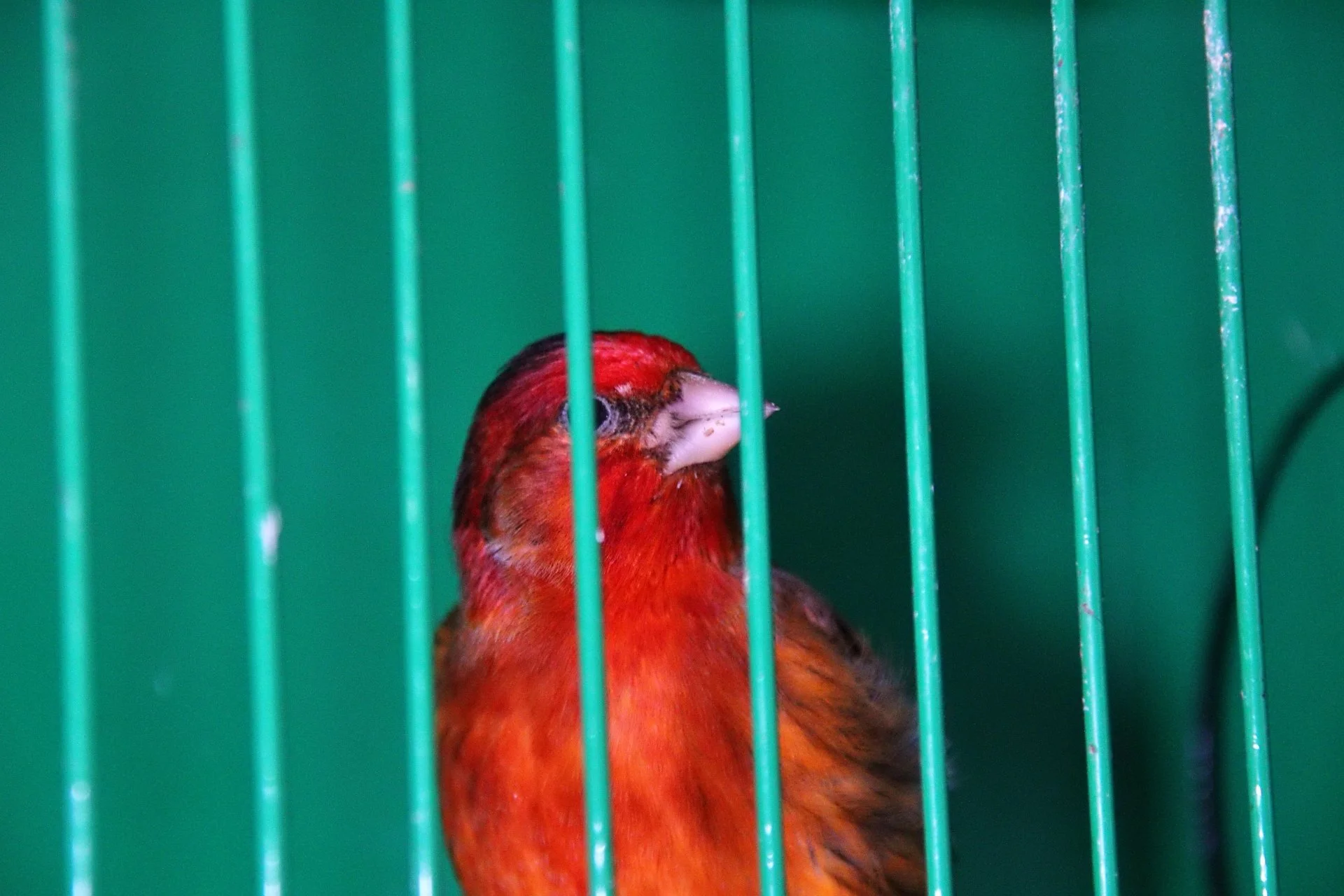 20241103 134331 MCBS Show 0635.JPG