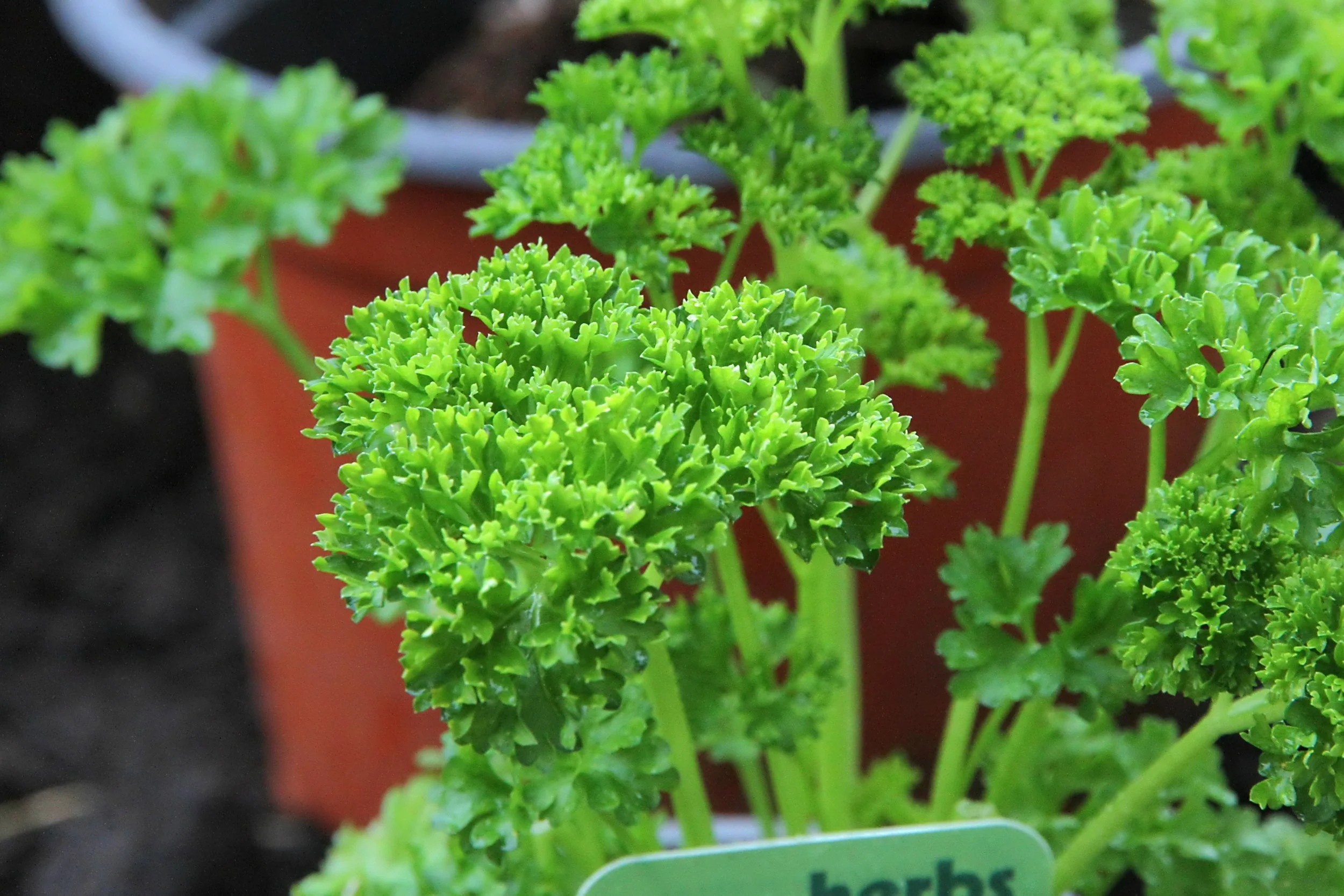 20260403 132239 Dunnikier Sensory Garden 0077.jpg