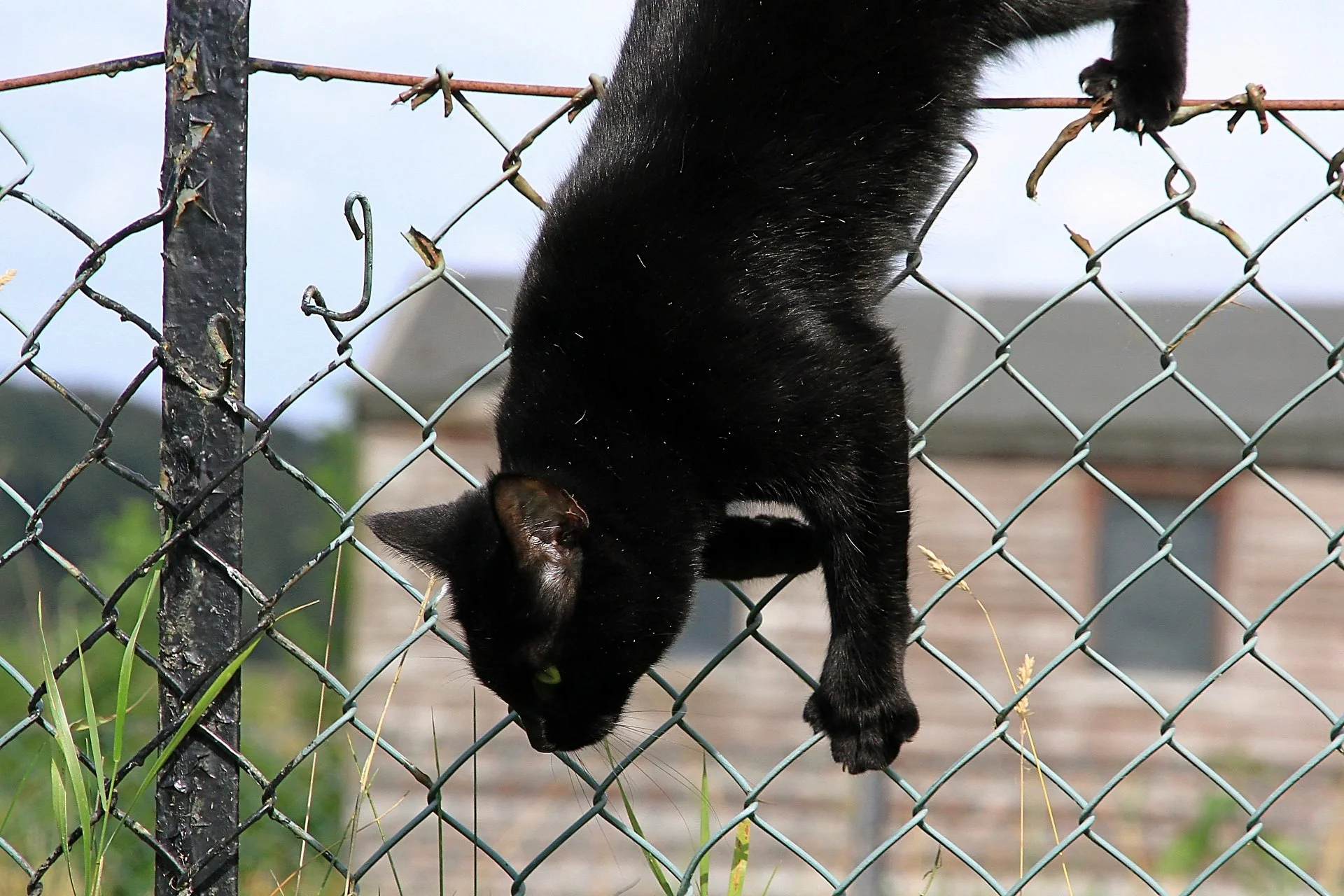 CATS 0442.jpg
