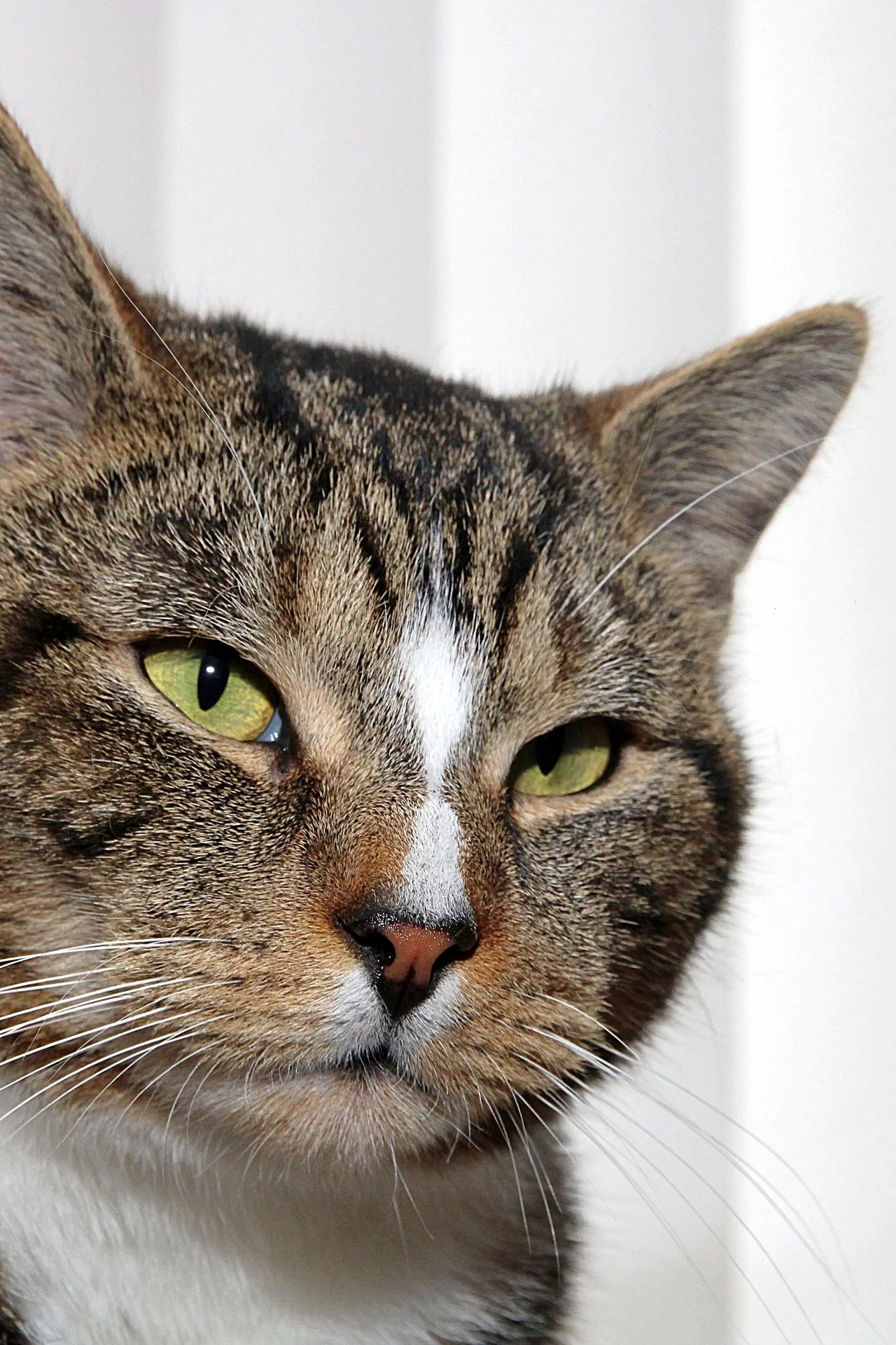 CATS 0308.jpg