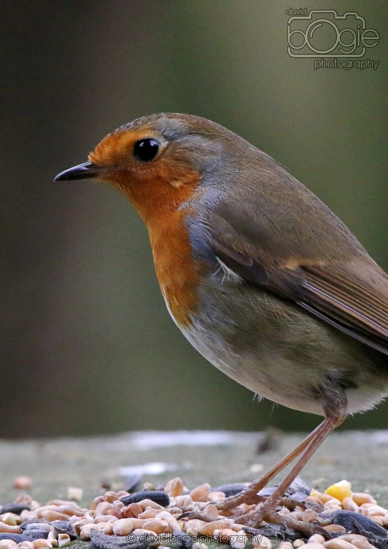 20260324 125528 Pittencrieff Park 0288.jpg