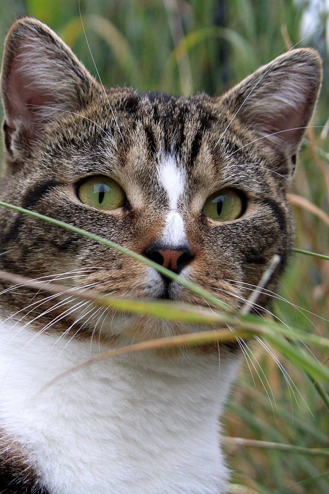CATS 0198.jpg