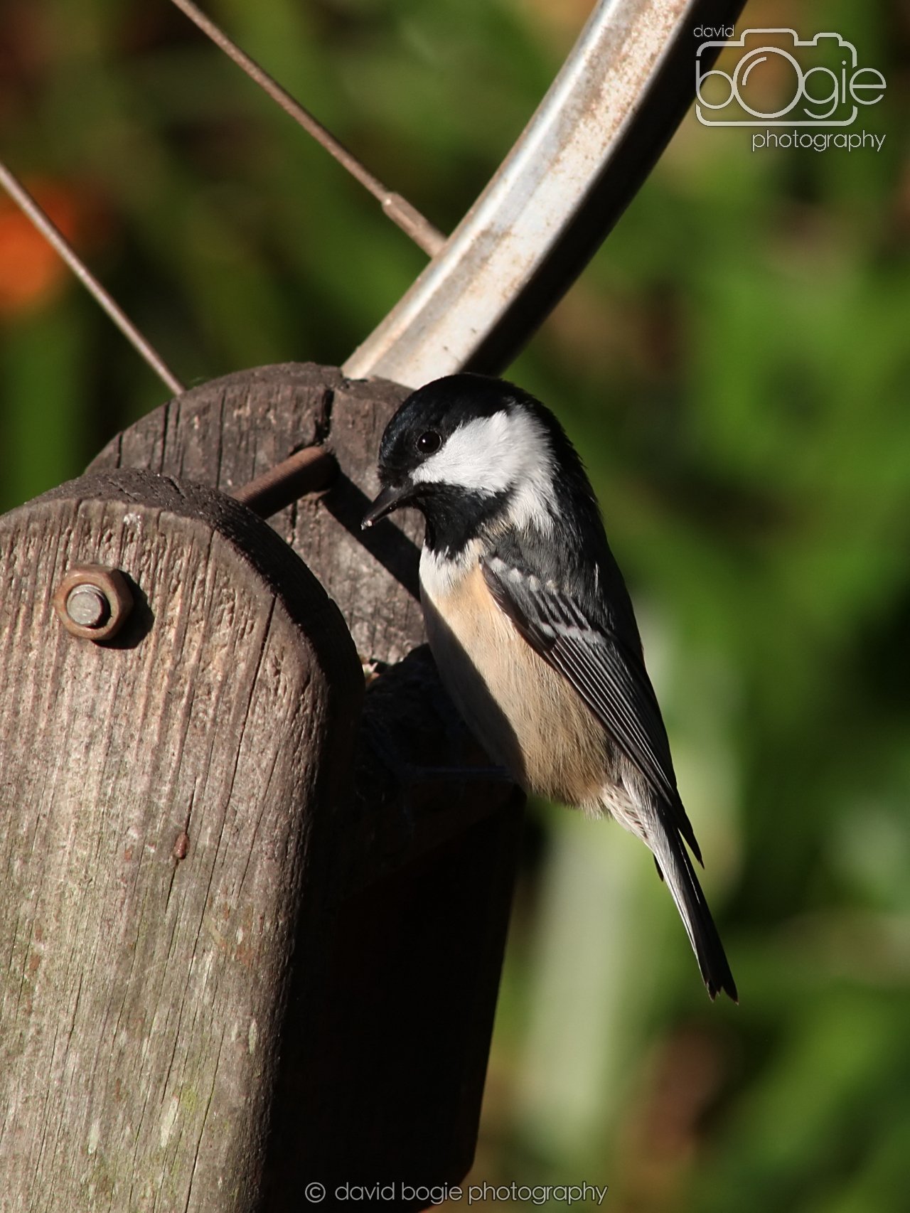 20251125 134111 Silverburn 0148.JPG