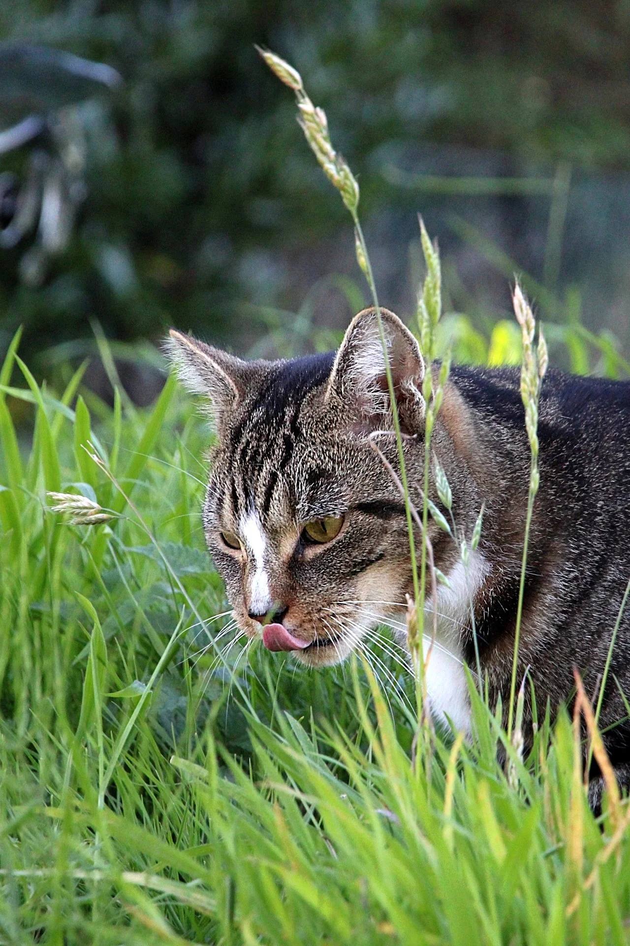 CATS 0215.jpg