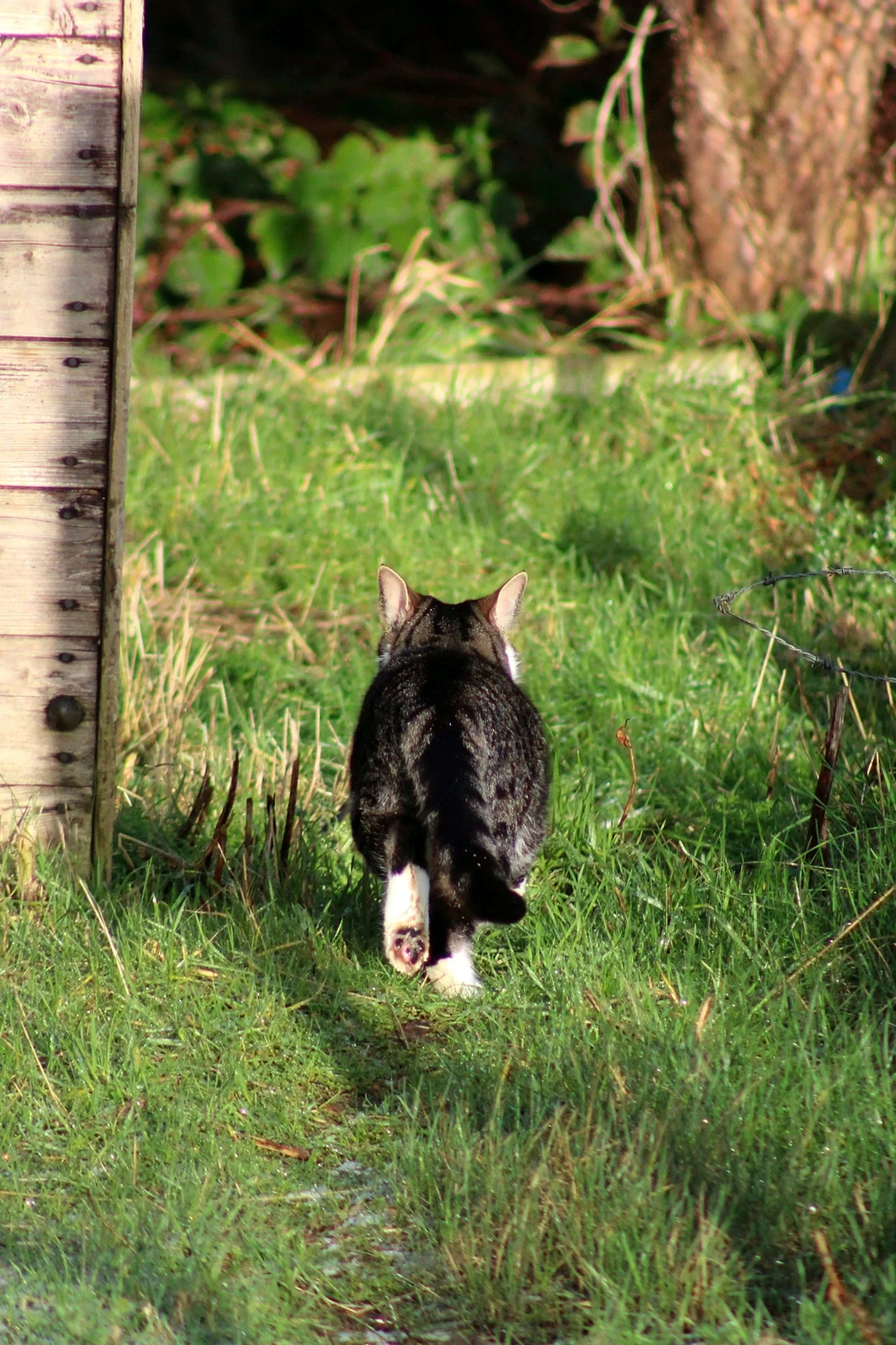 CATS 0032.jpg