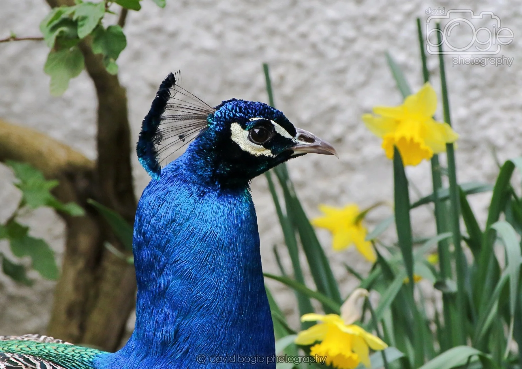 20260324 123126 Pittencrieff Park 0212.jpg