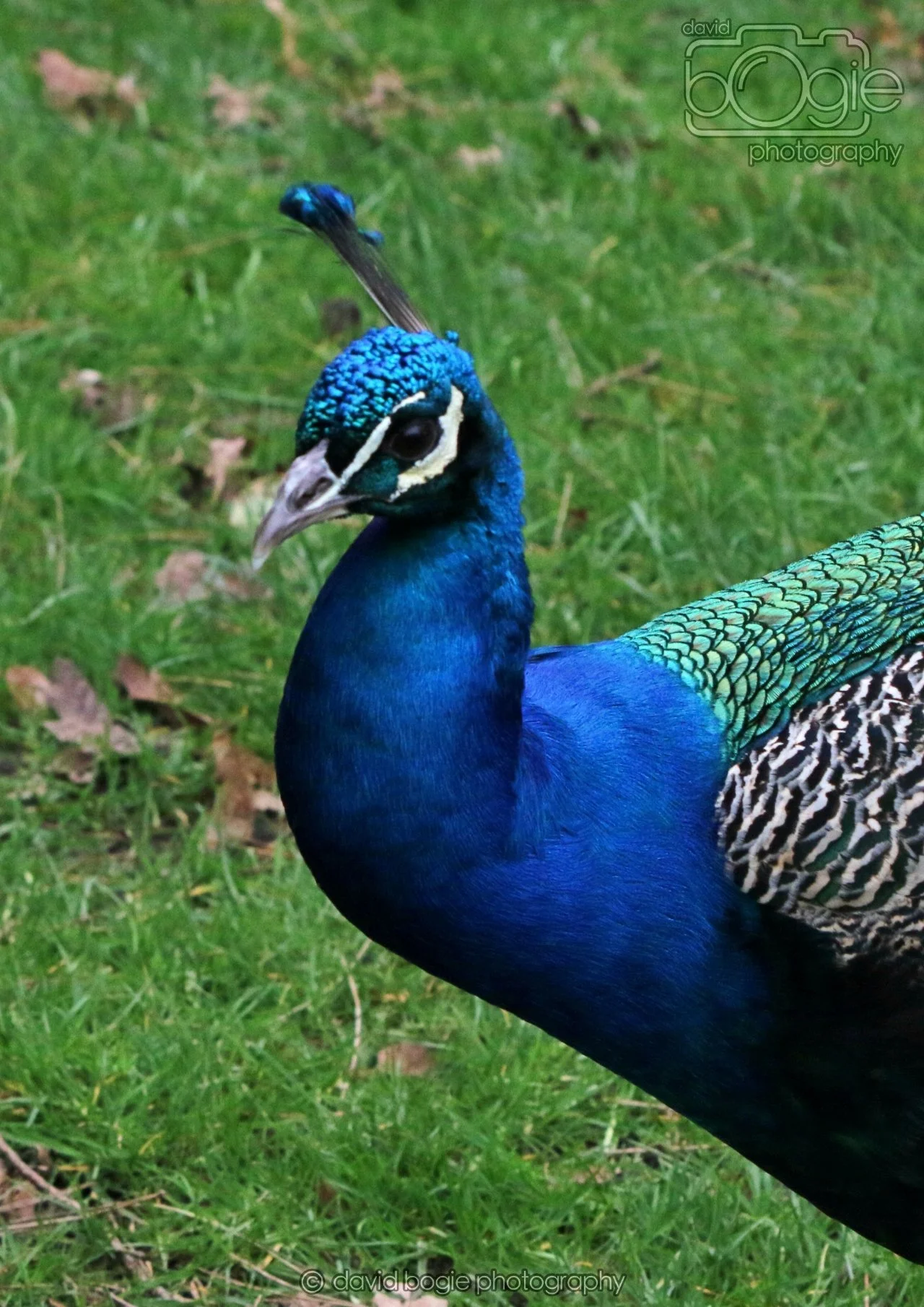 20260324 121741 Pittencrieff Park 0051.jpg