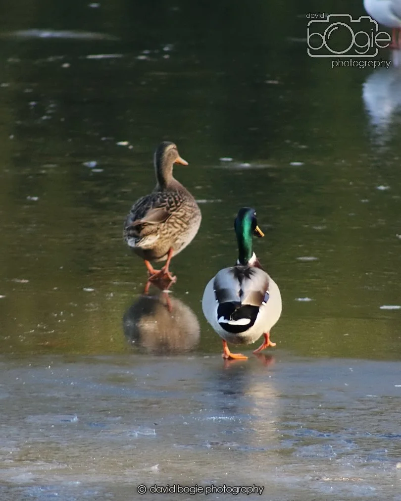 20260103 112646 Beveridge Park 0065.JPG