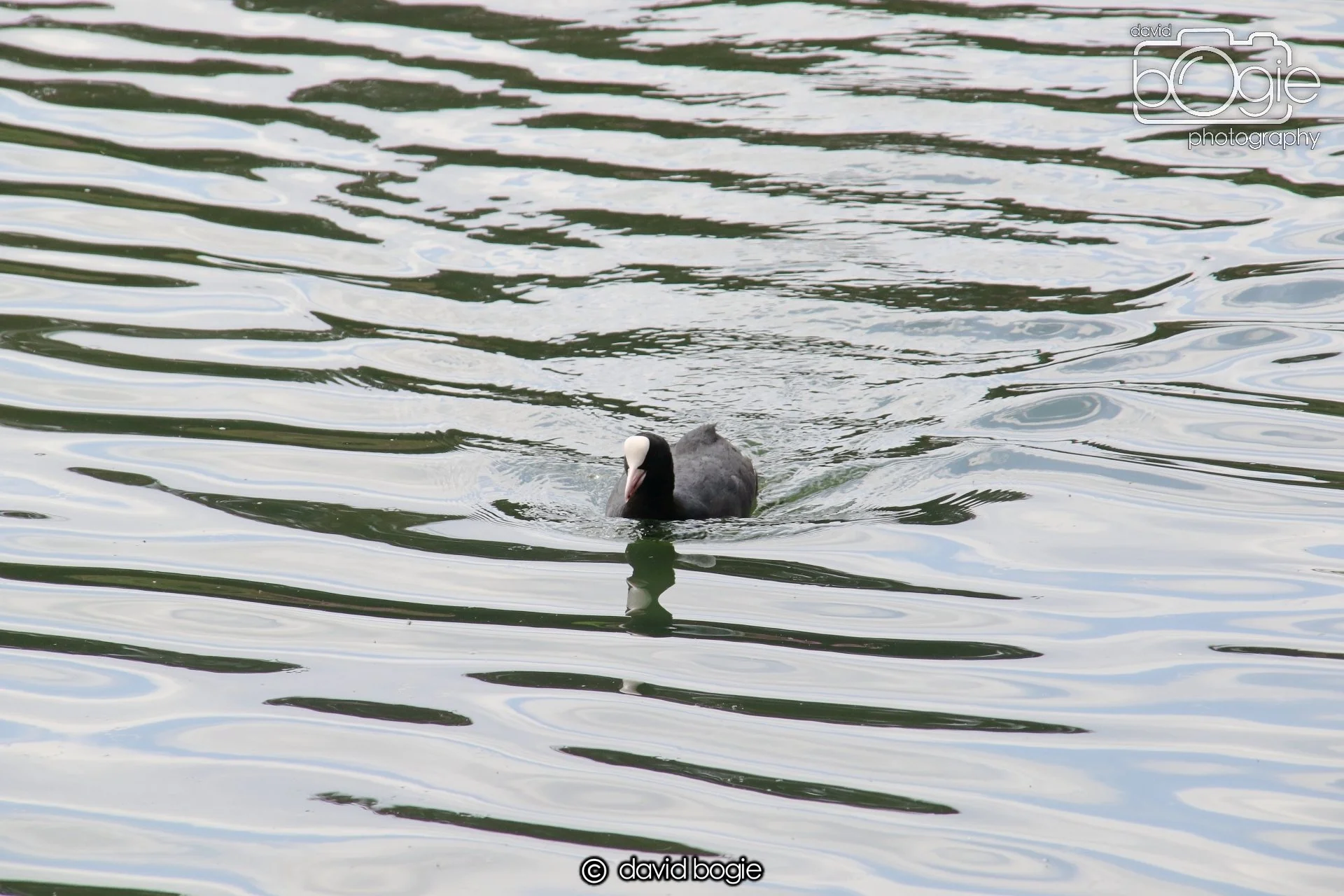 20250613 120417 Beveridge 0061.JPG