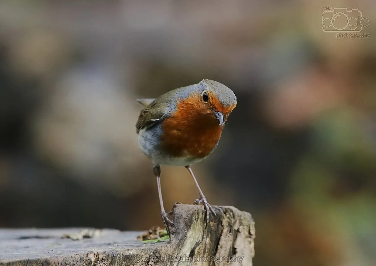 20260314 141846 Silverburn 0191.jpg