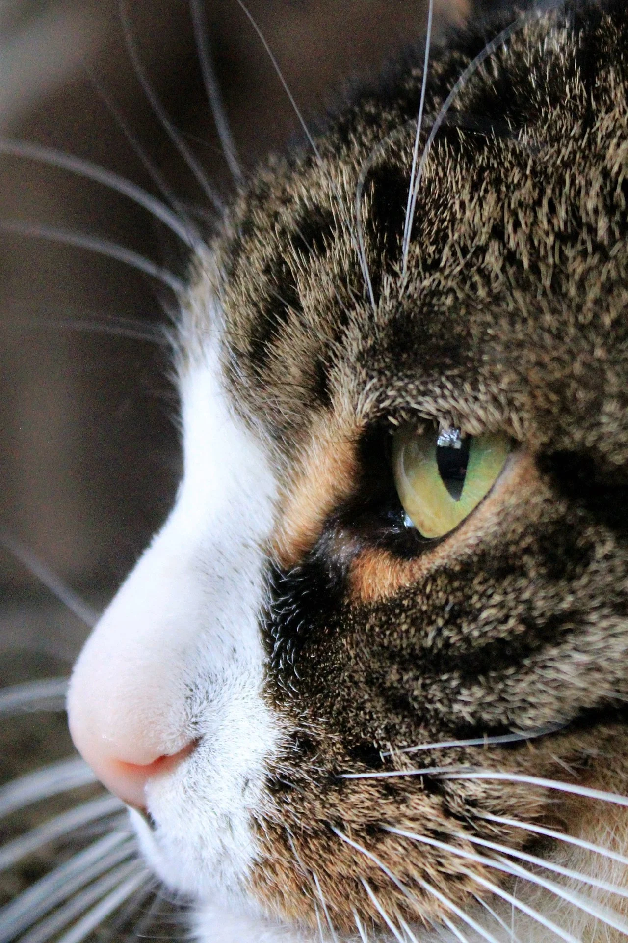 CATS 0037.jpg