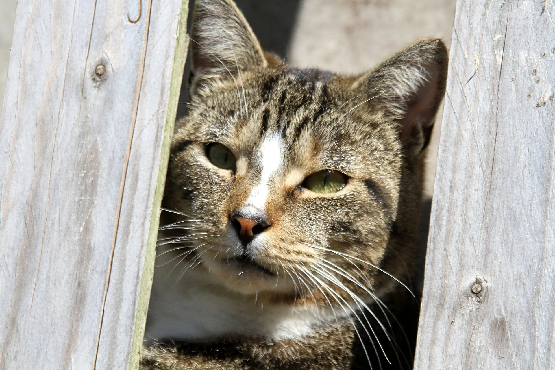 CATS 0415.jpg