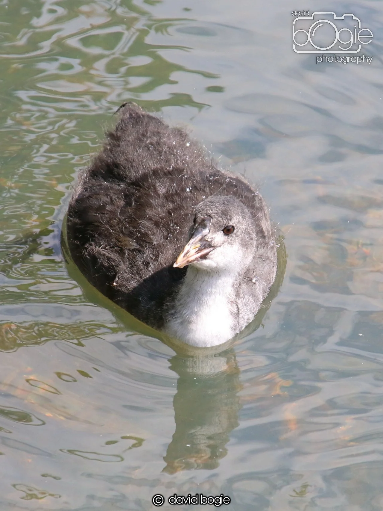 20250613 121312 Beveridge 0069.JPG