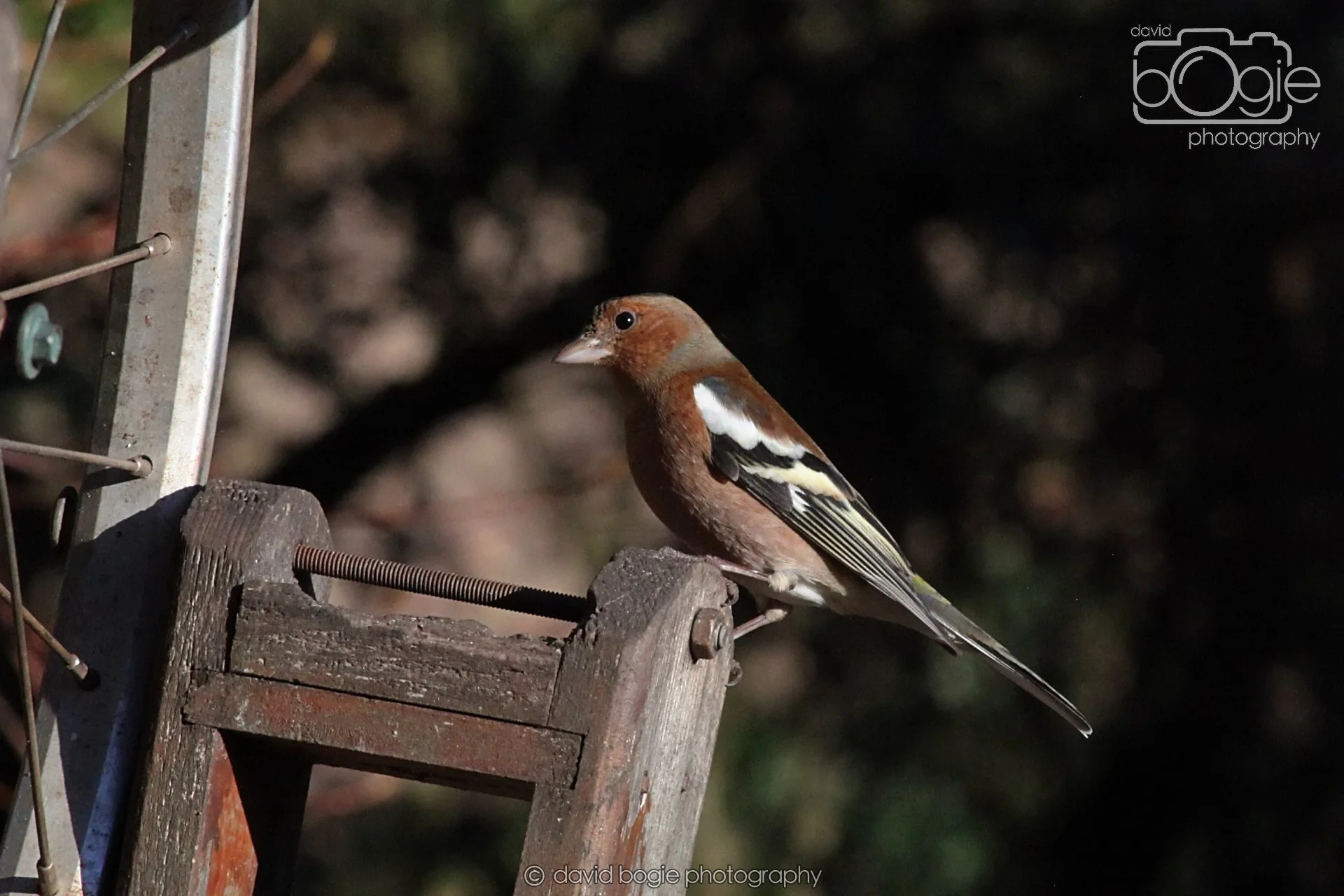 20251125 140101 Silverburn 0299.JPG