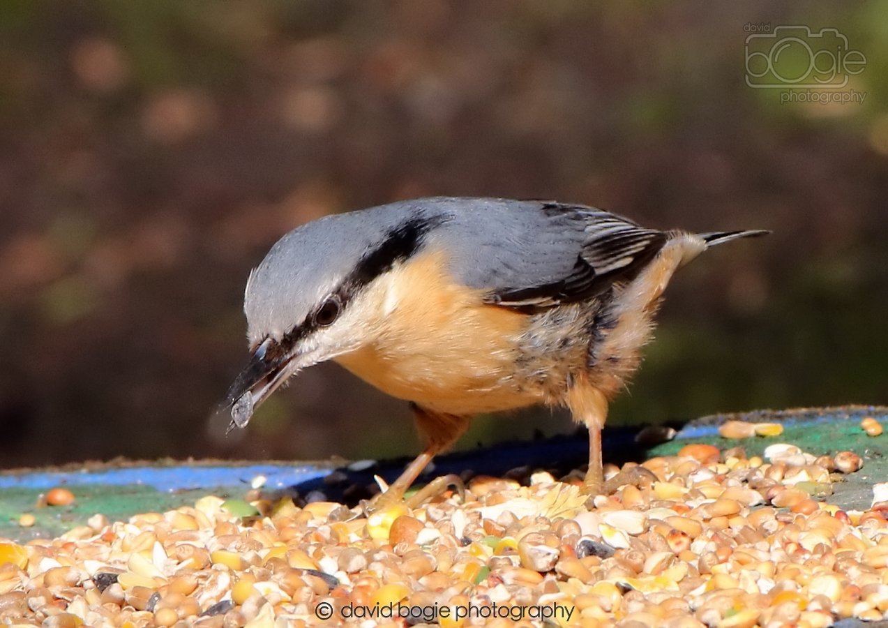 20260306 115532 Dunnikier 0352.jpg