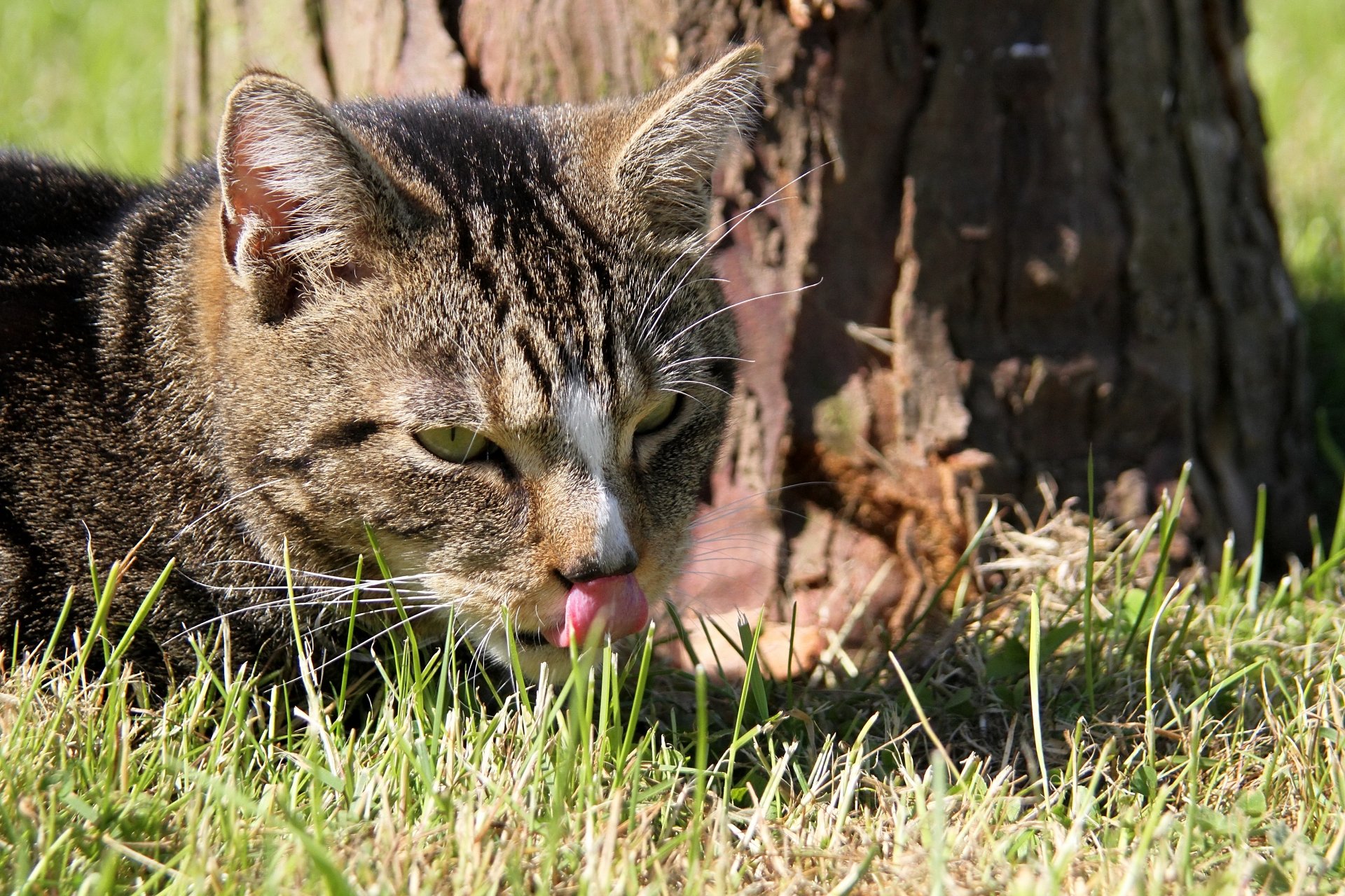 CATS 0379.jpg