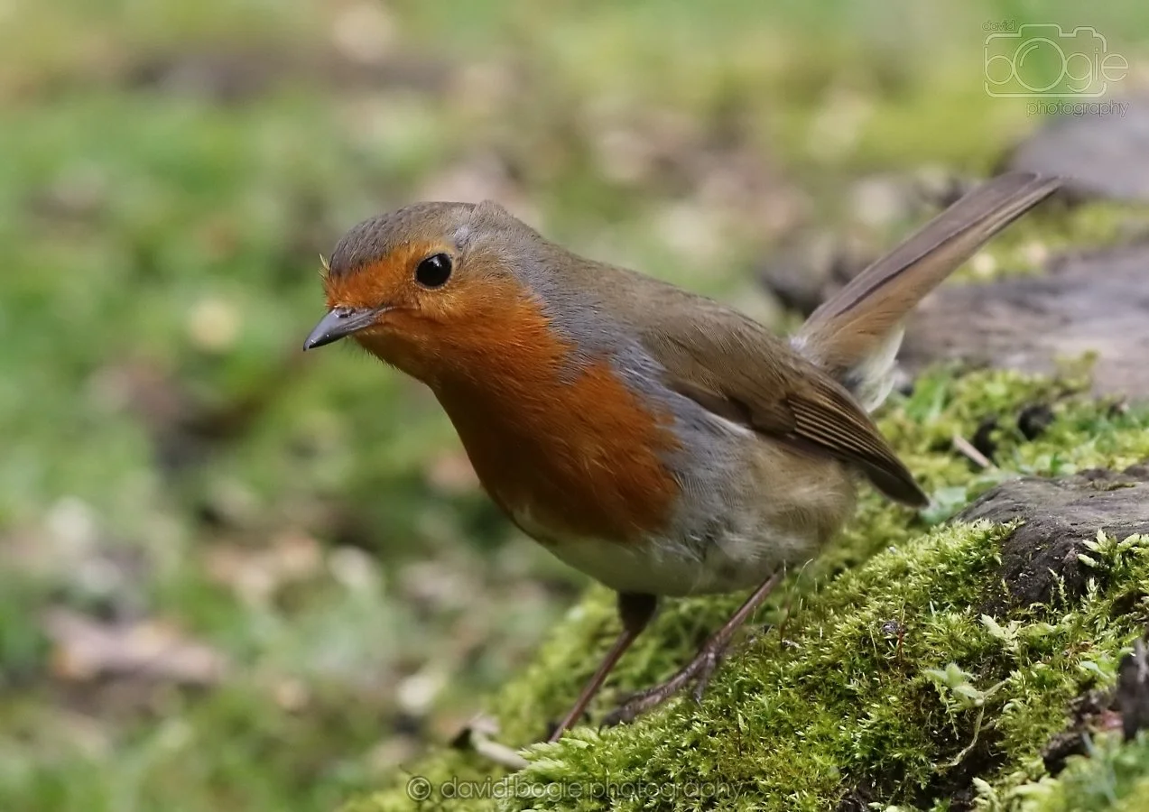 20260314 140633 Silverburn 0090.jpg