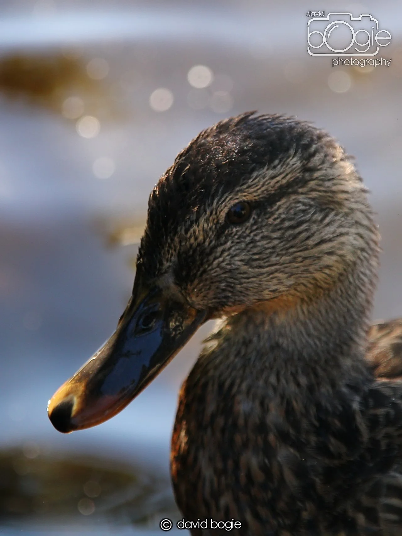 20240918 144428 Beveridge 0318.JPG