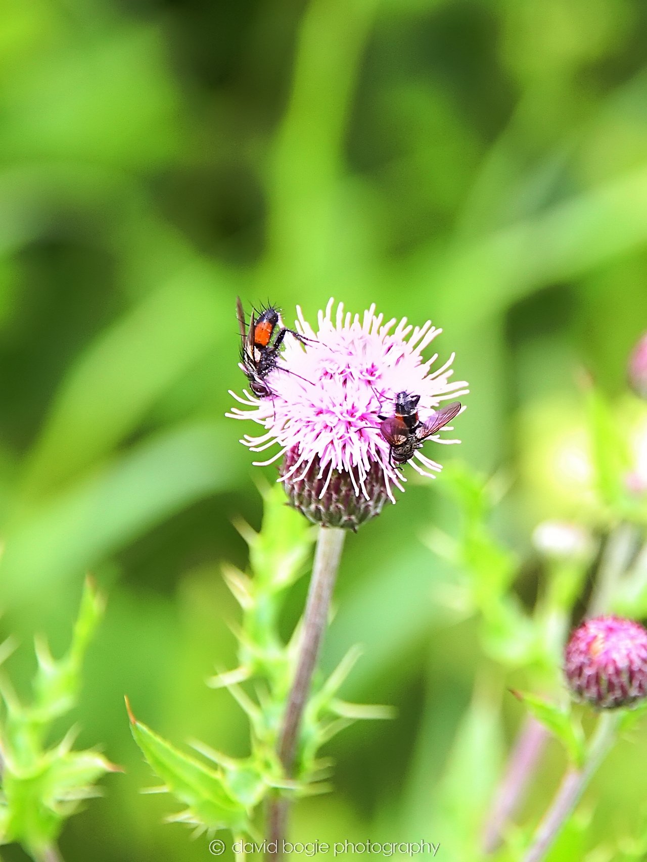 YEAR20230710 Lochore Meadows 113113 0002.jpg