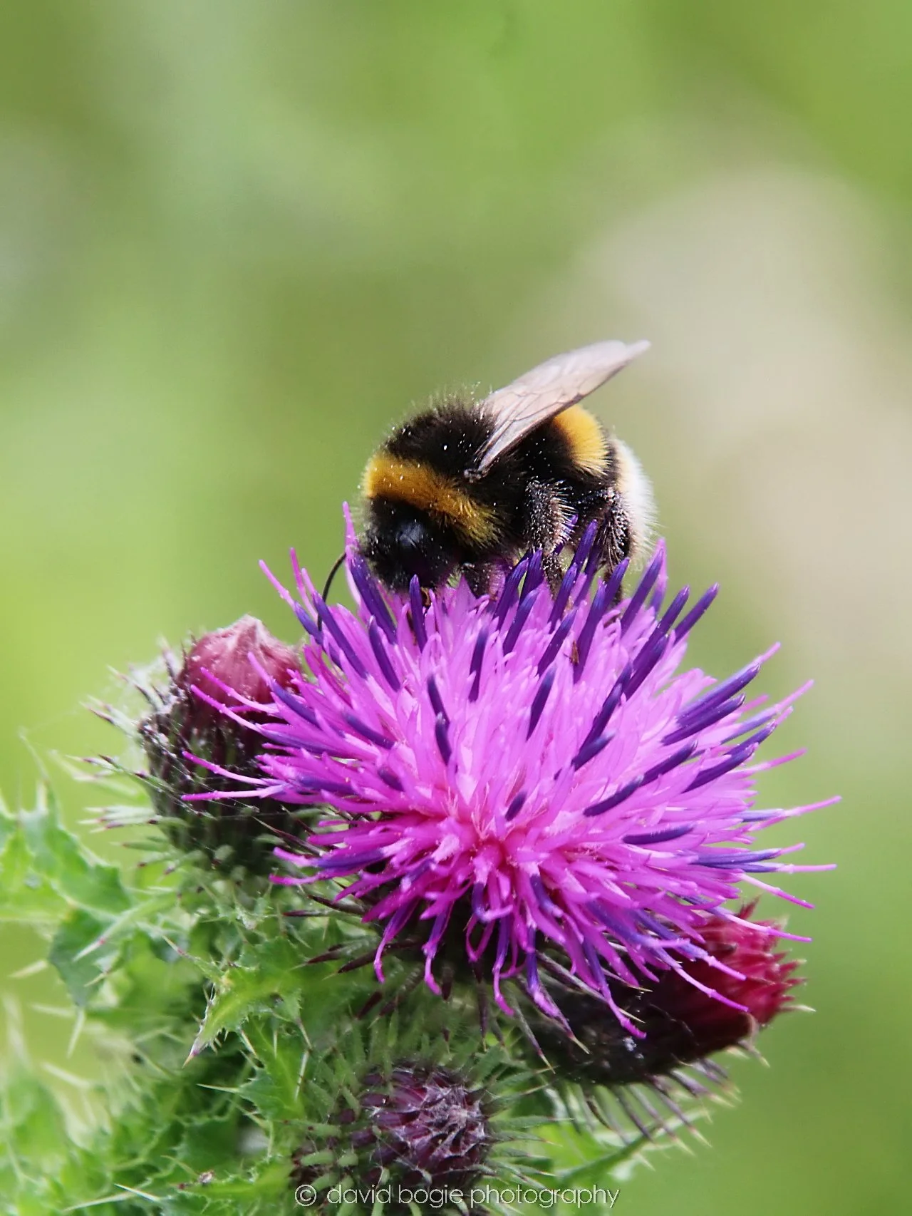 YEAR20230710 Lochore Meadows 131300 00003.jpg