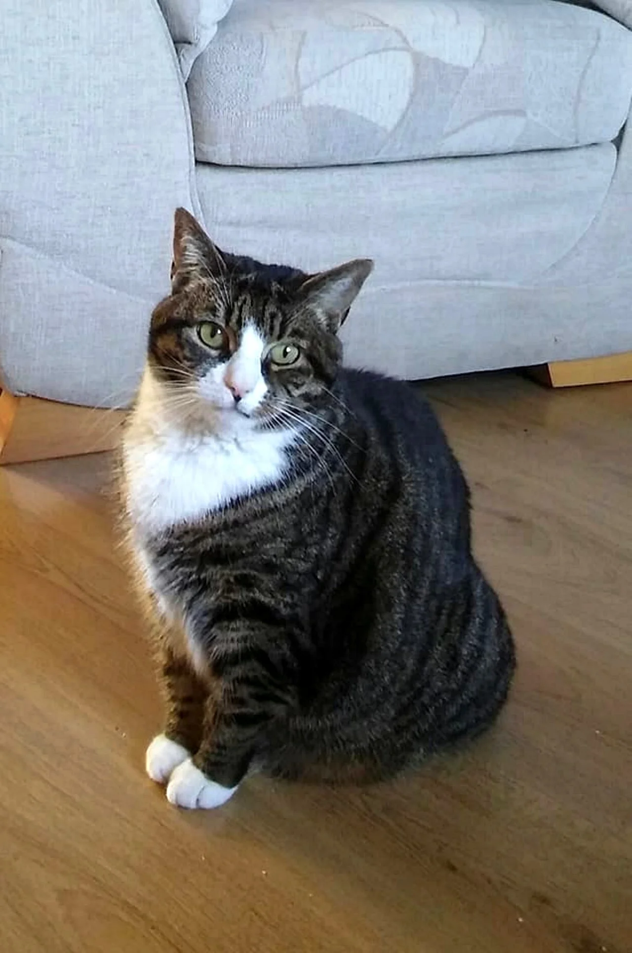 CATS 0005.jpg