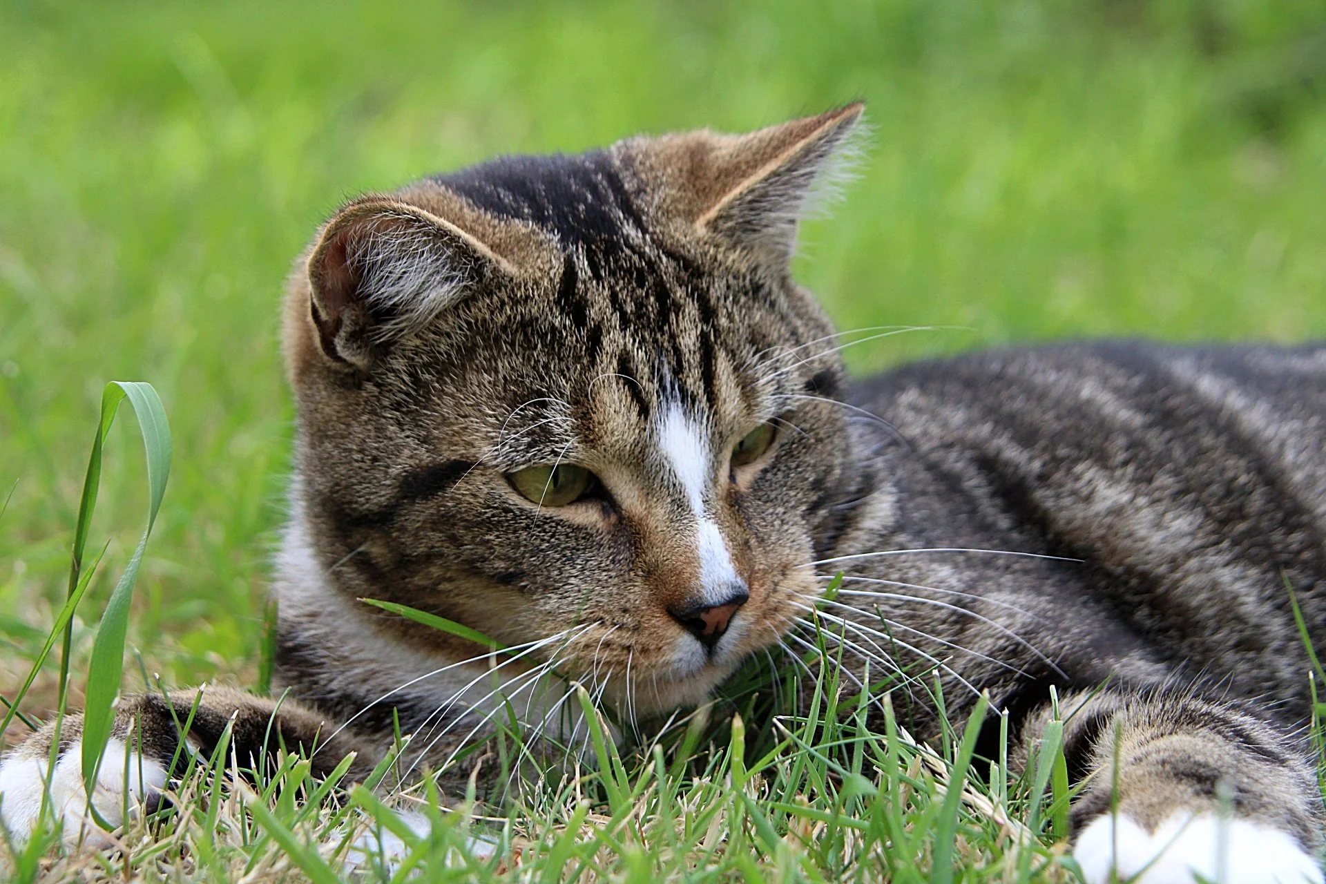 CATS 0273.jpg