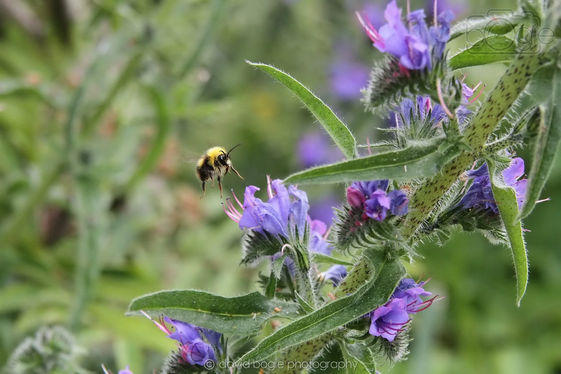 20230618 Kinghorn Loch 130742 0664.jpg