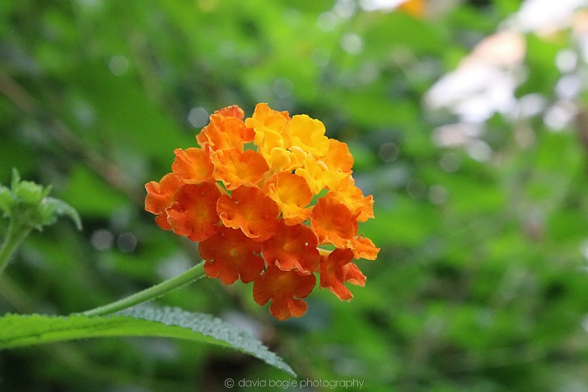 20191019 130310 Butterfly World 0036.jpg