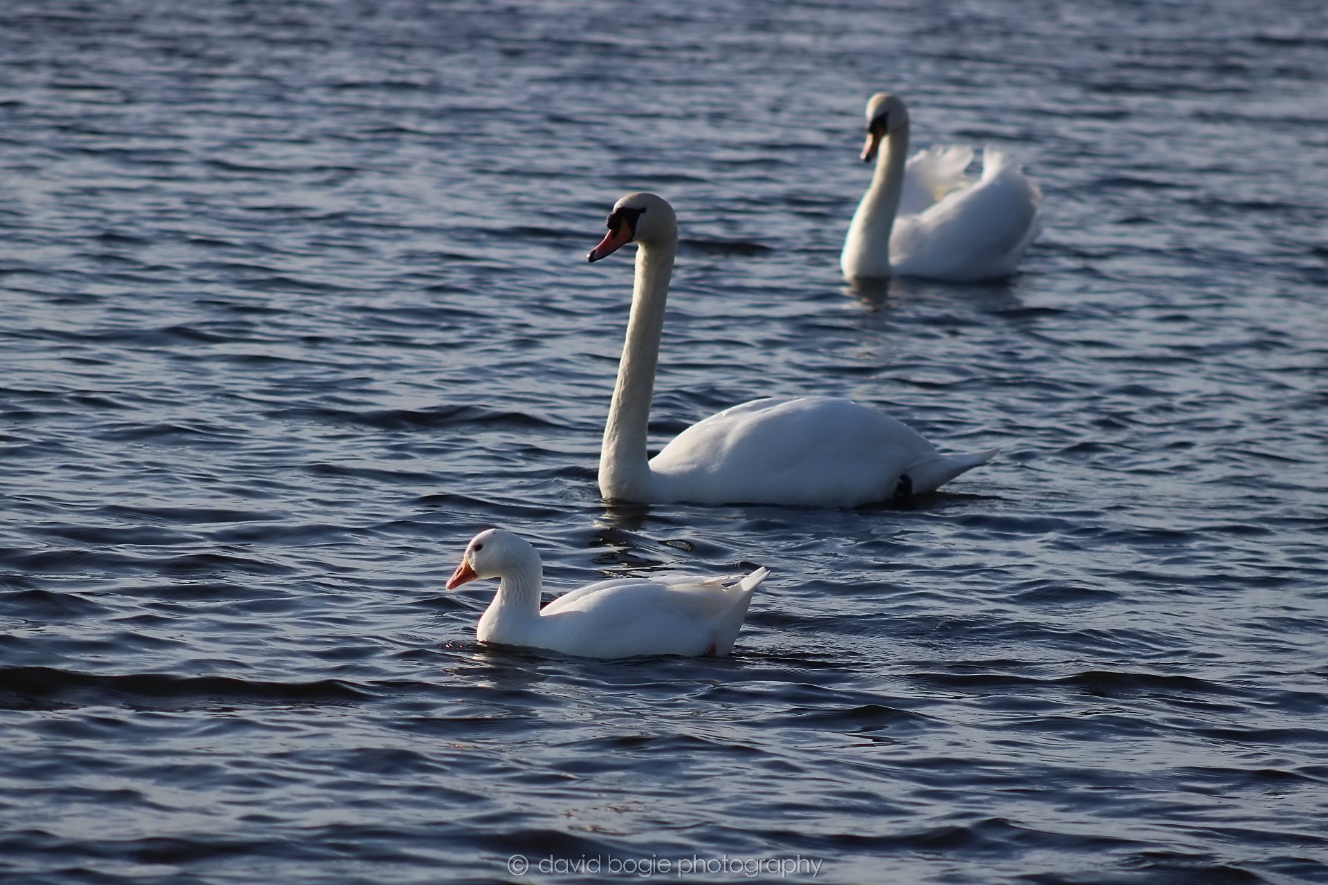 20210222 Lochore (7).jpg