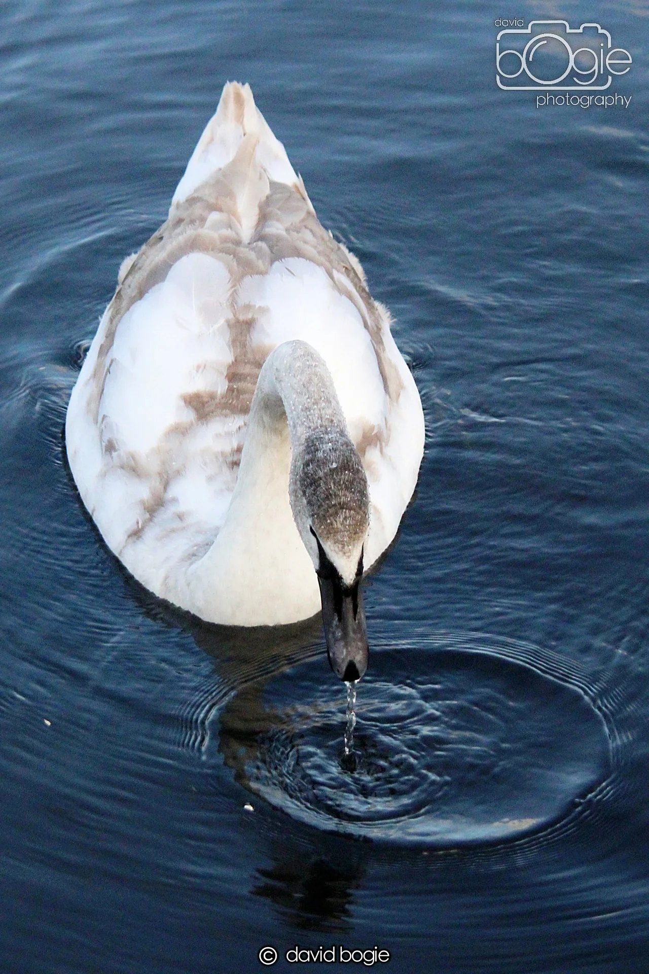 20220101 Beveridge Park 7 .JPG