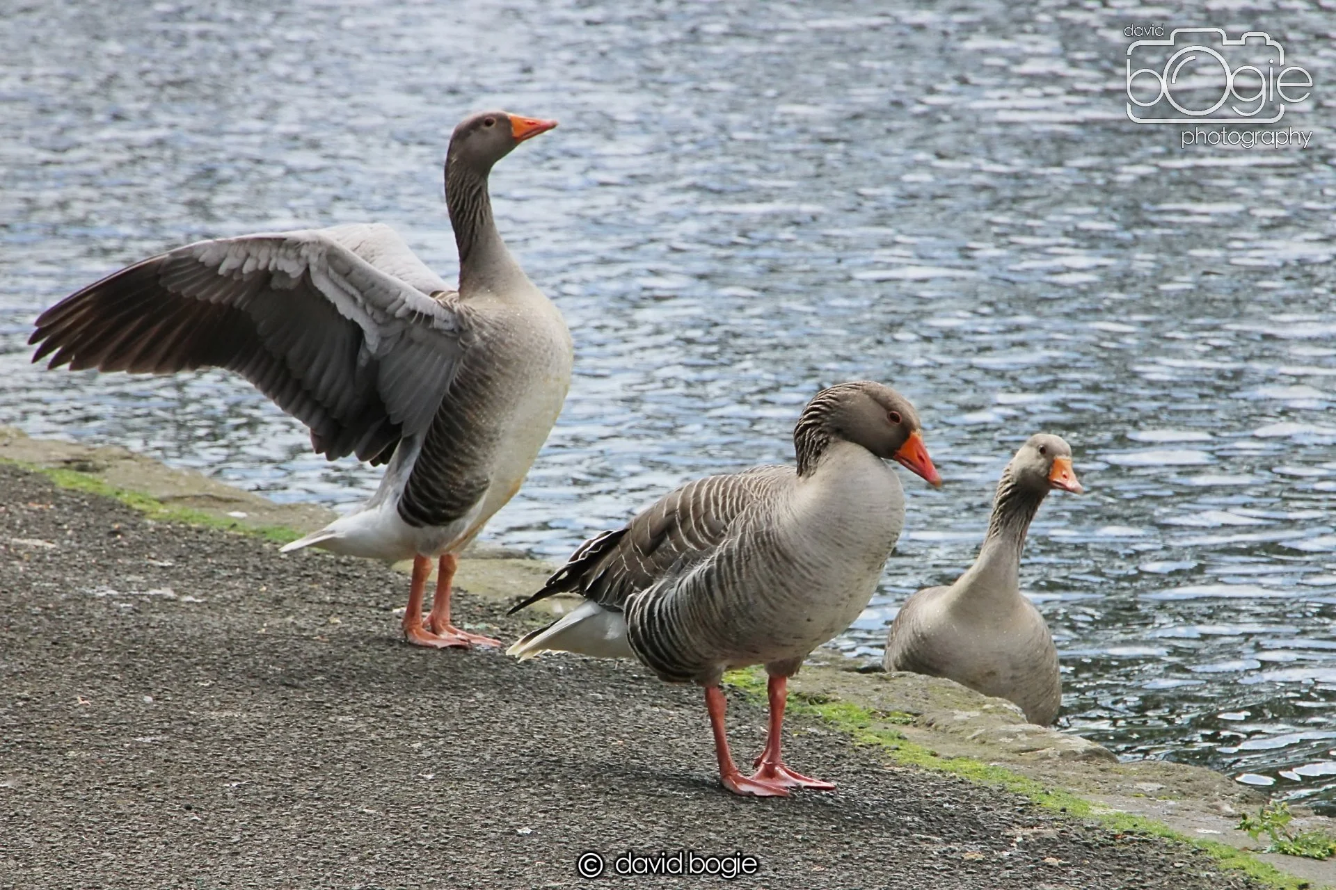 20240423 114726 Beveridge 0045.JPG