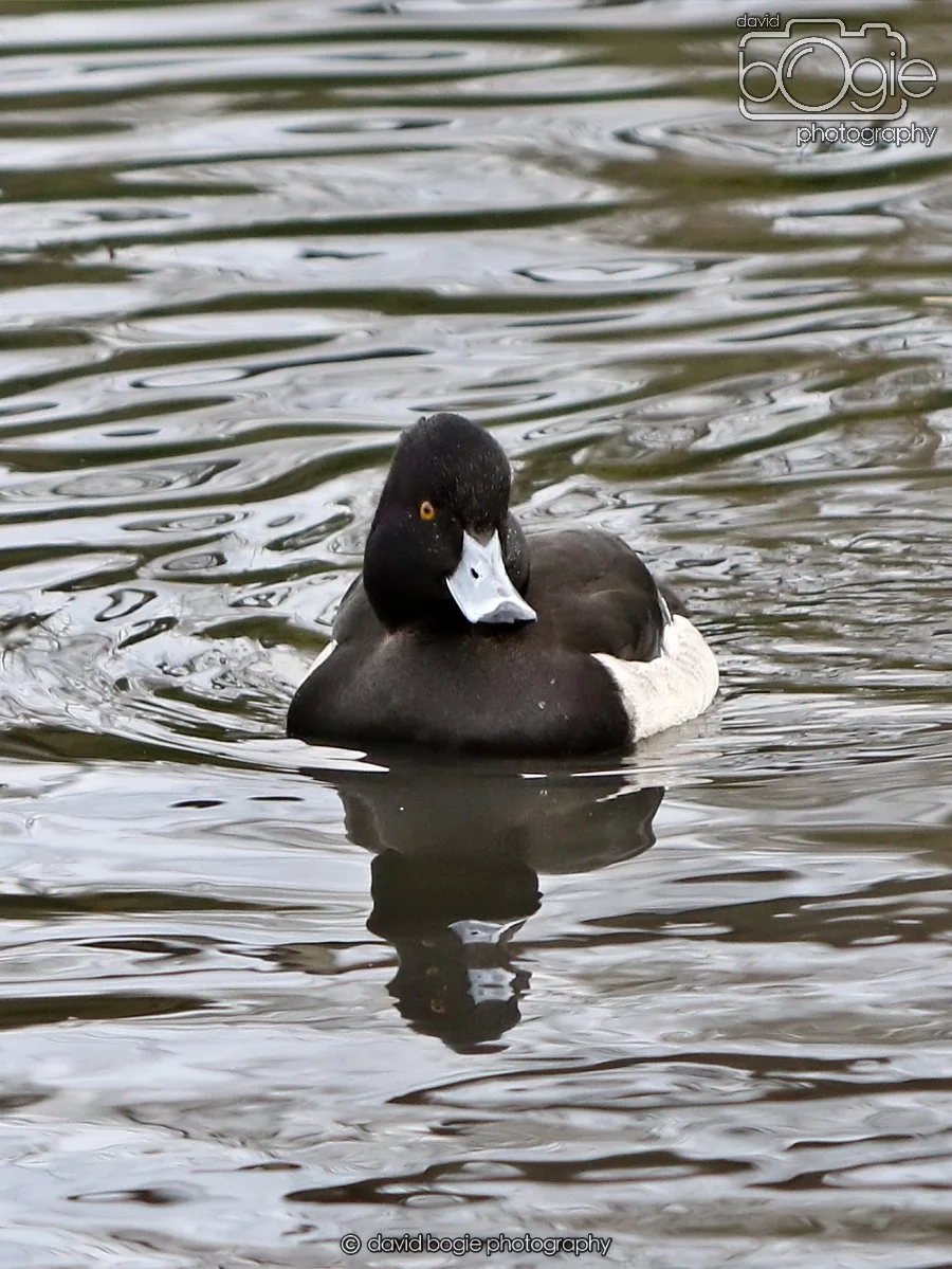 20260114 125237 Beveridge Park 0170.JPG