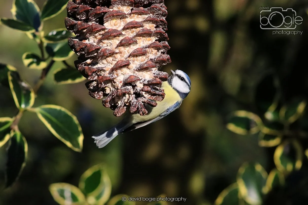 20251231 135316 Silverburn 0326.JPG