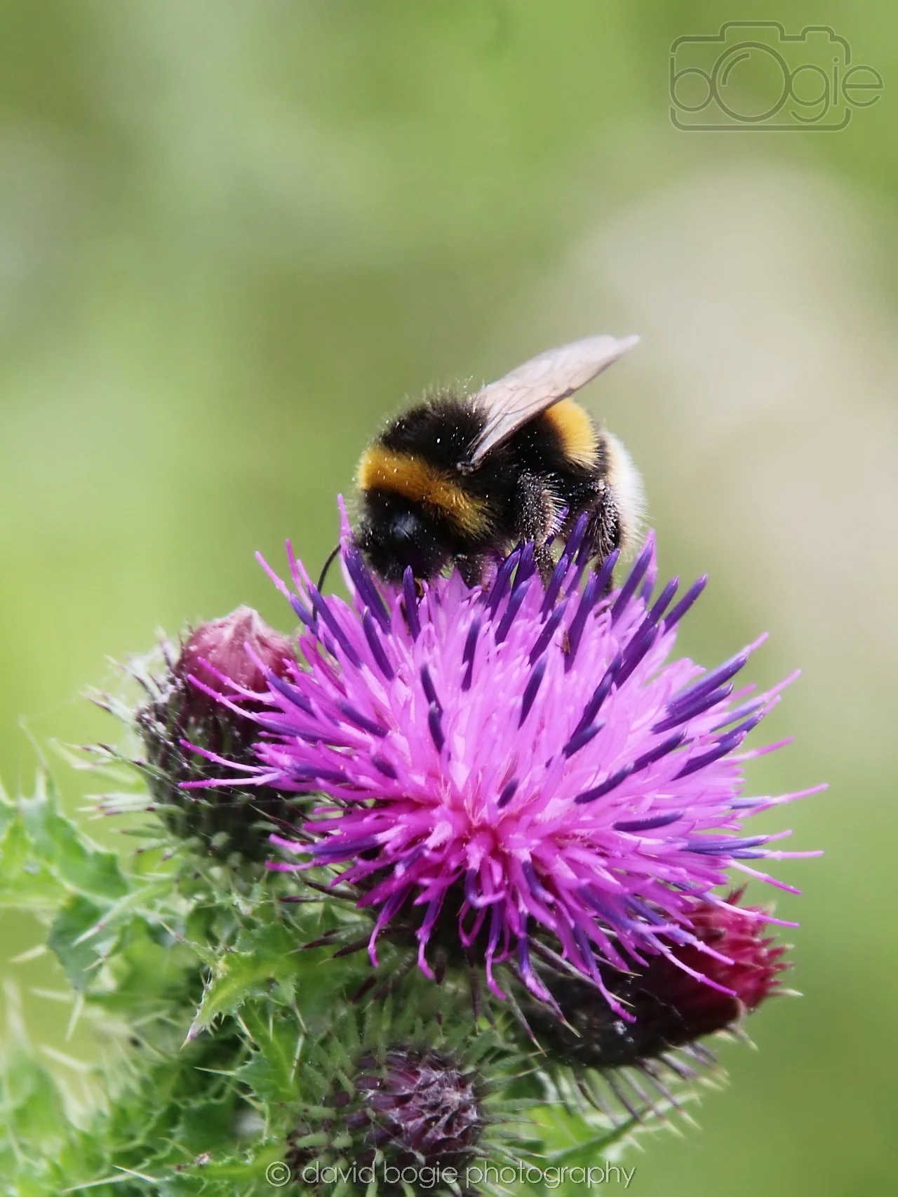 20230710 Lochore Meadows 131300 00003.jpg