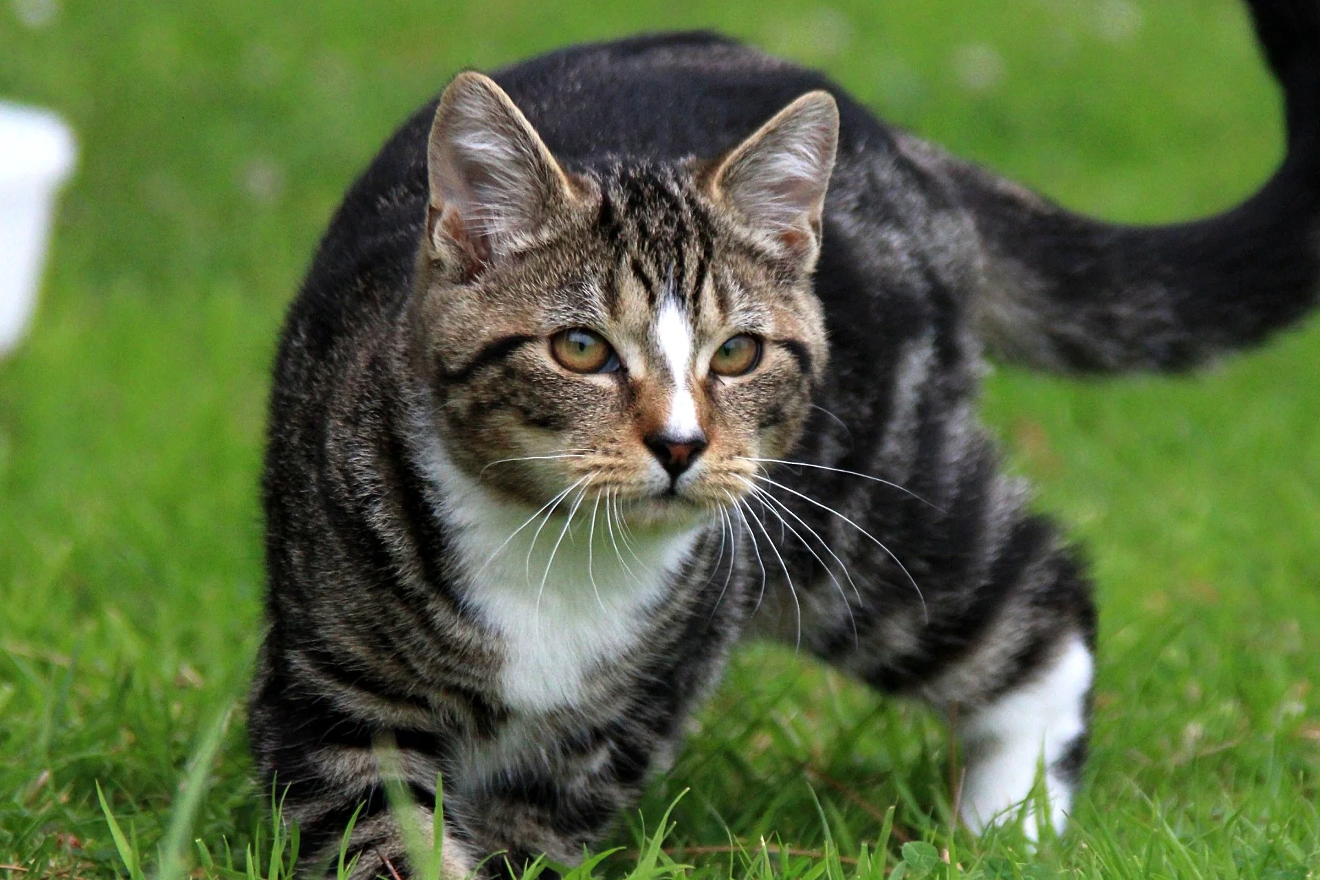 CATS 0097.jpg
