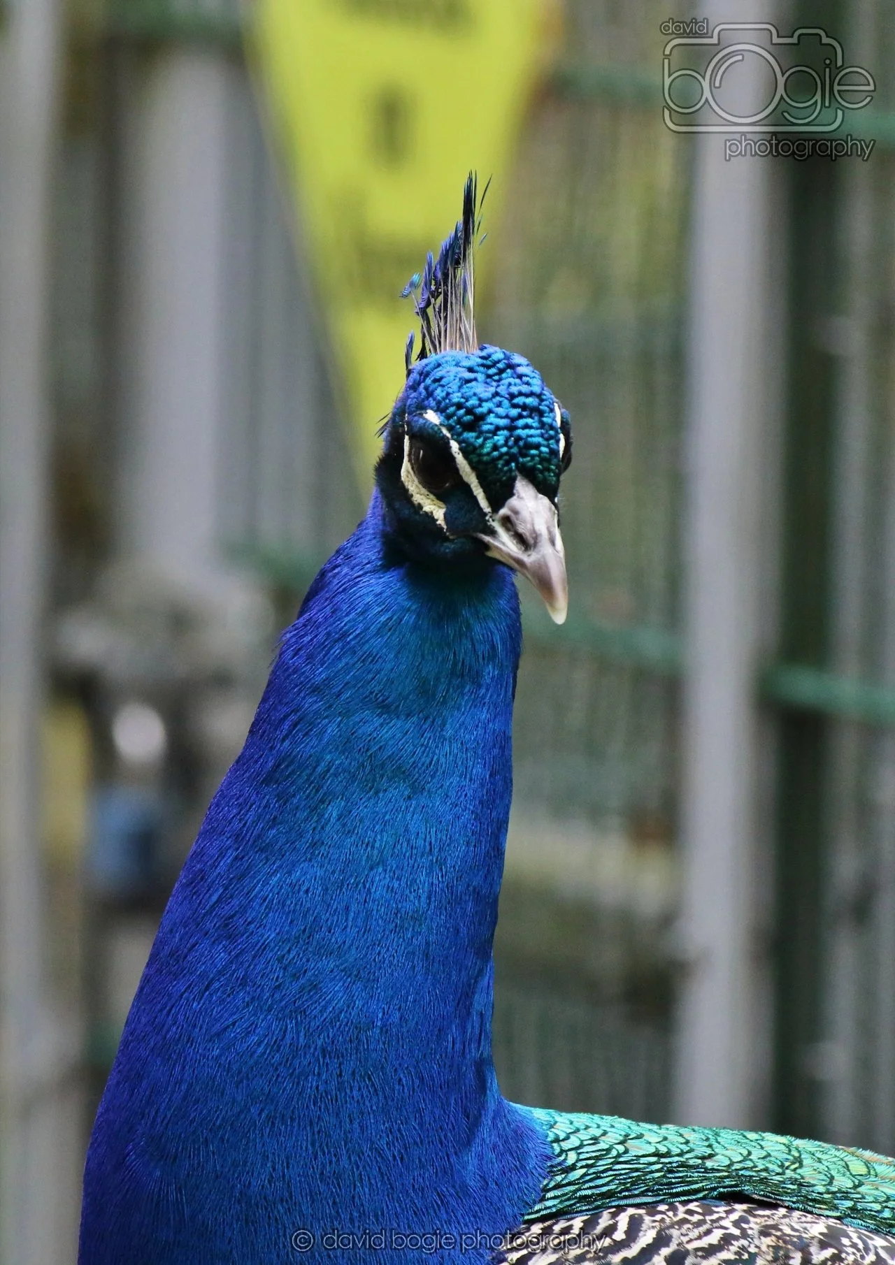 20260324 122347 Pittencrieff Park 0112.jpg