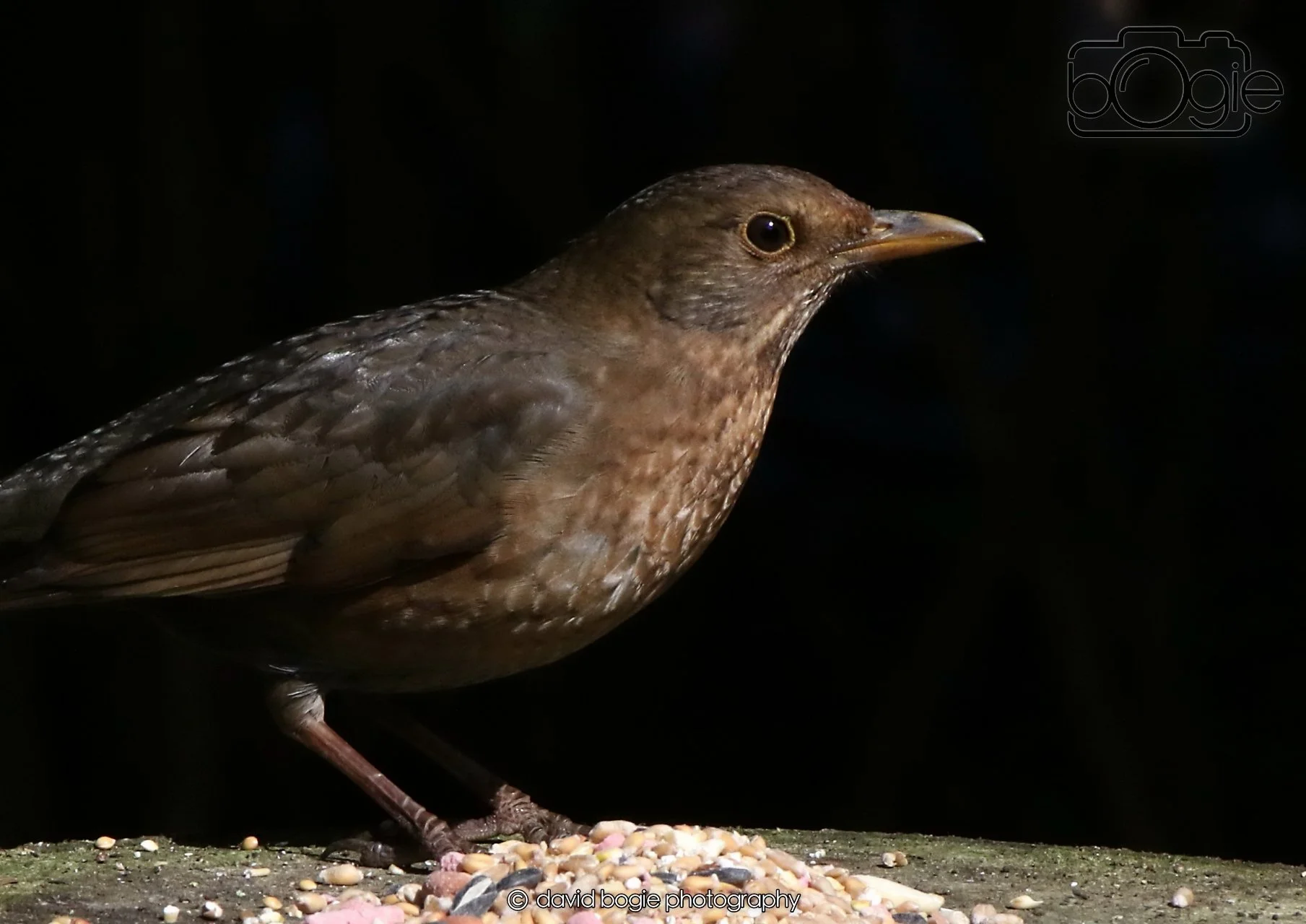 20260403 121351 Dunnikier 0052.jpg