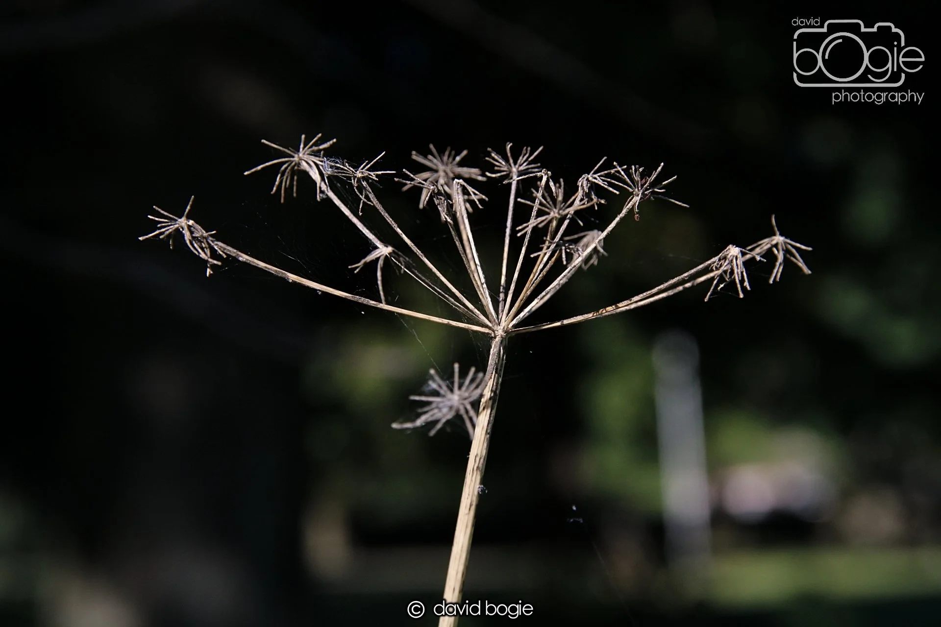 20240918 113454 Beveridge 0111.JPG