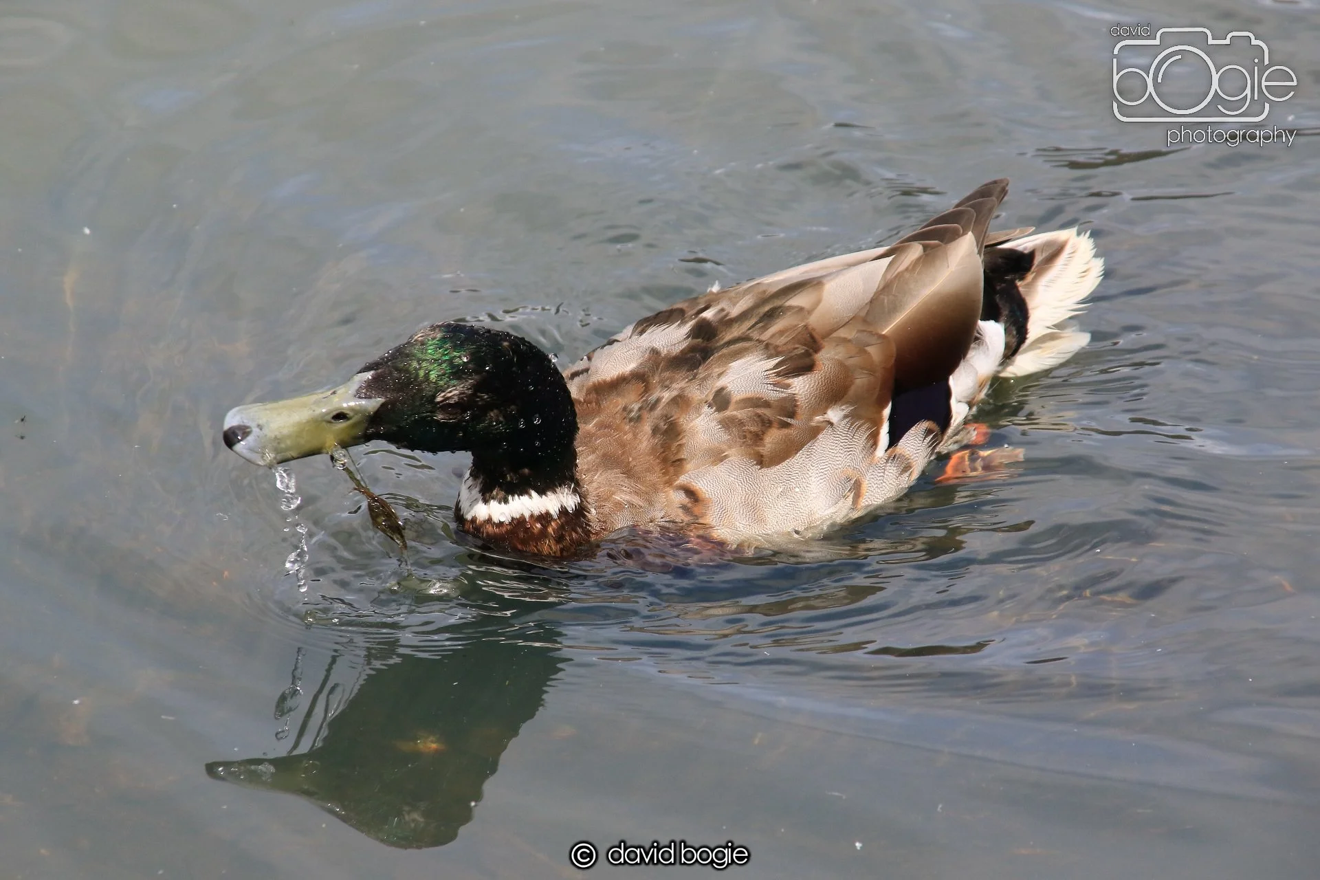 20250613 115137 Beveridge 0045.JPG