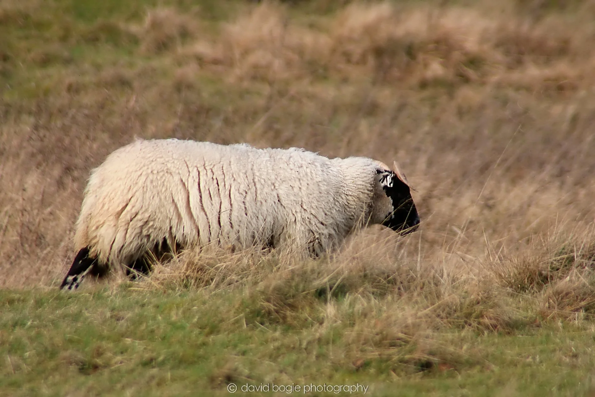 YEAR20230215 Lochore IMG_0016.jpg