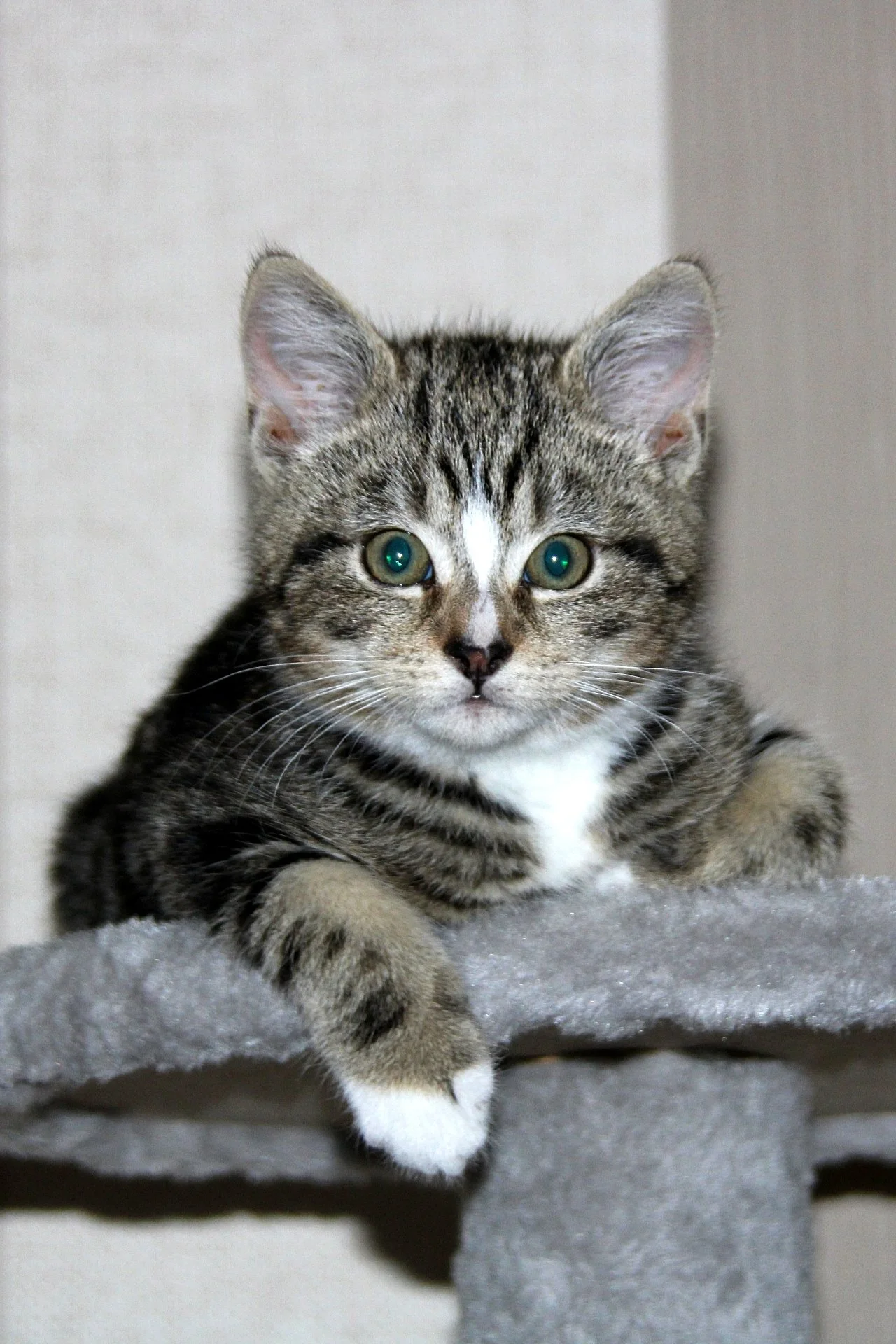 CATS 0062.jpg