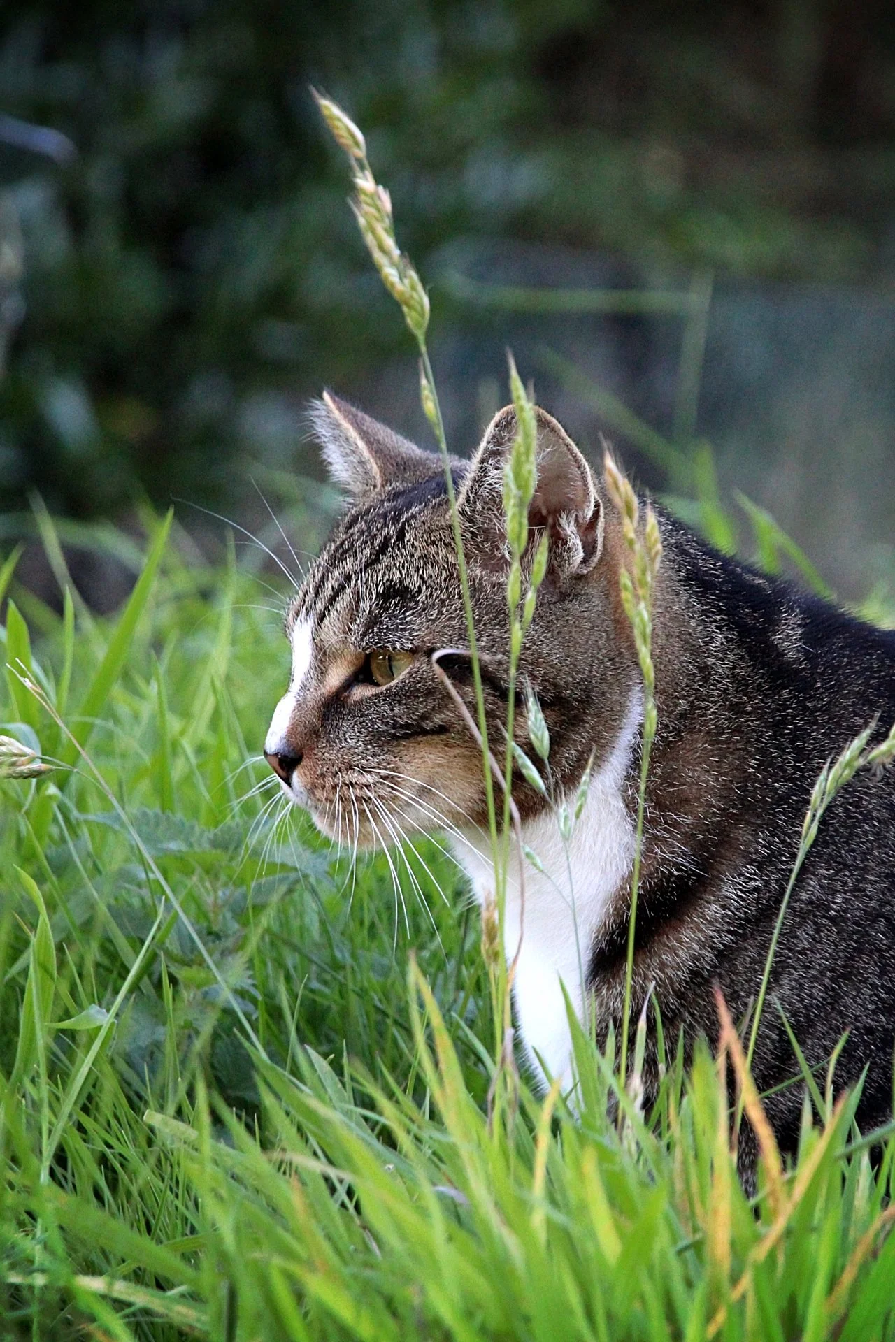 CATS 0213.jpg