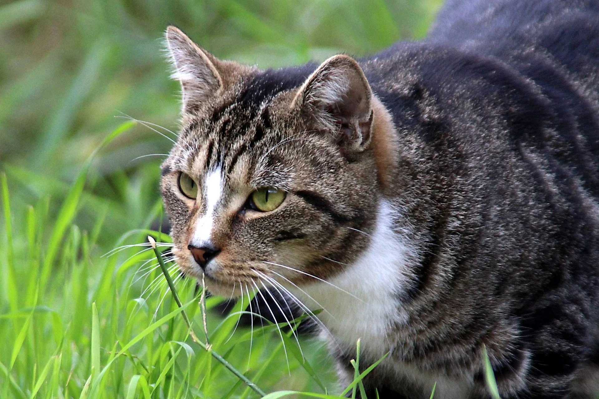 CATS 0245.jpg