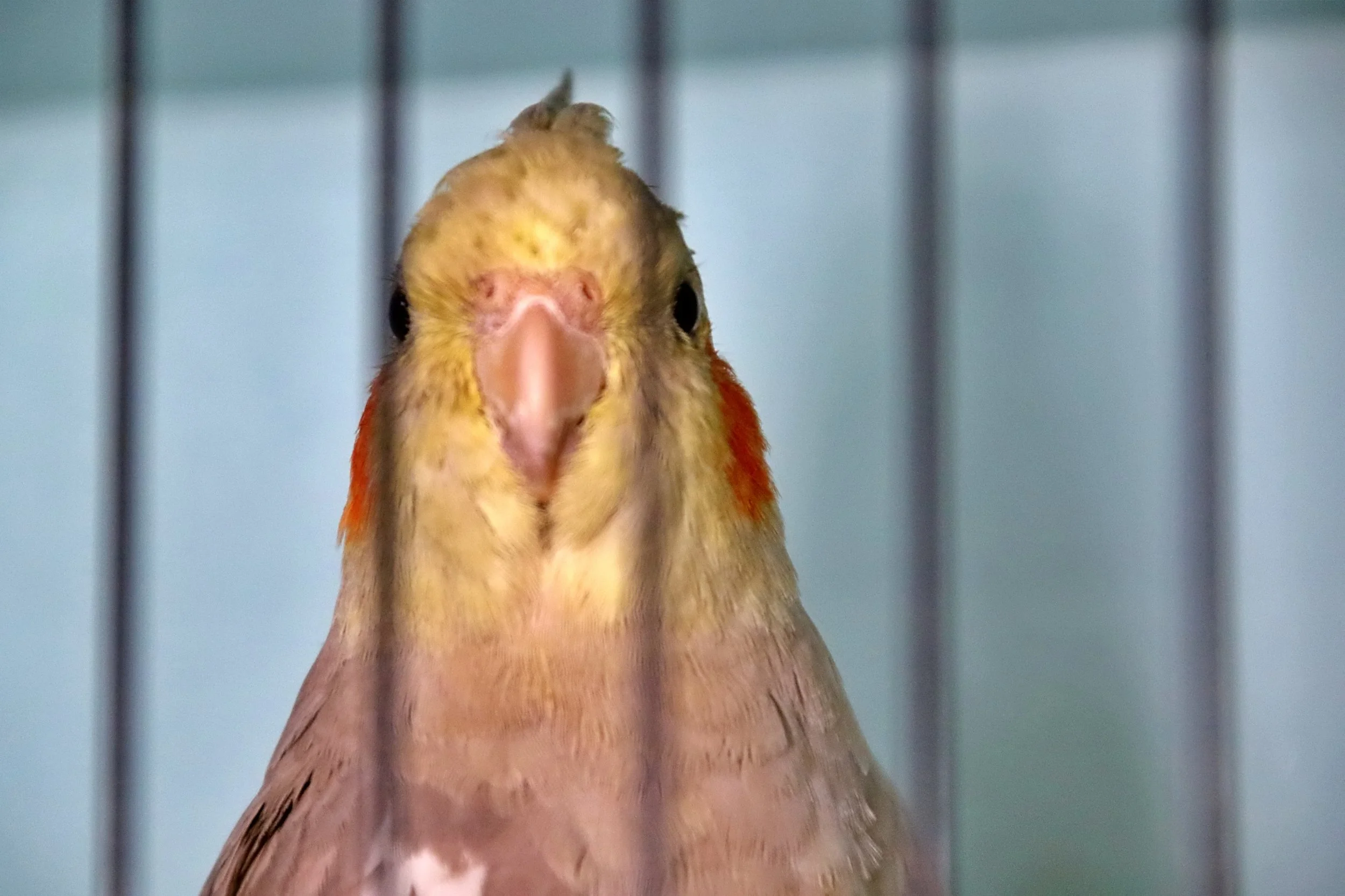 20251102 125211 Markinch CBS  0592.JPG