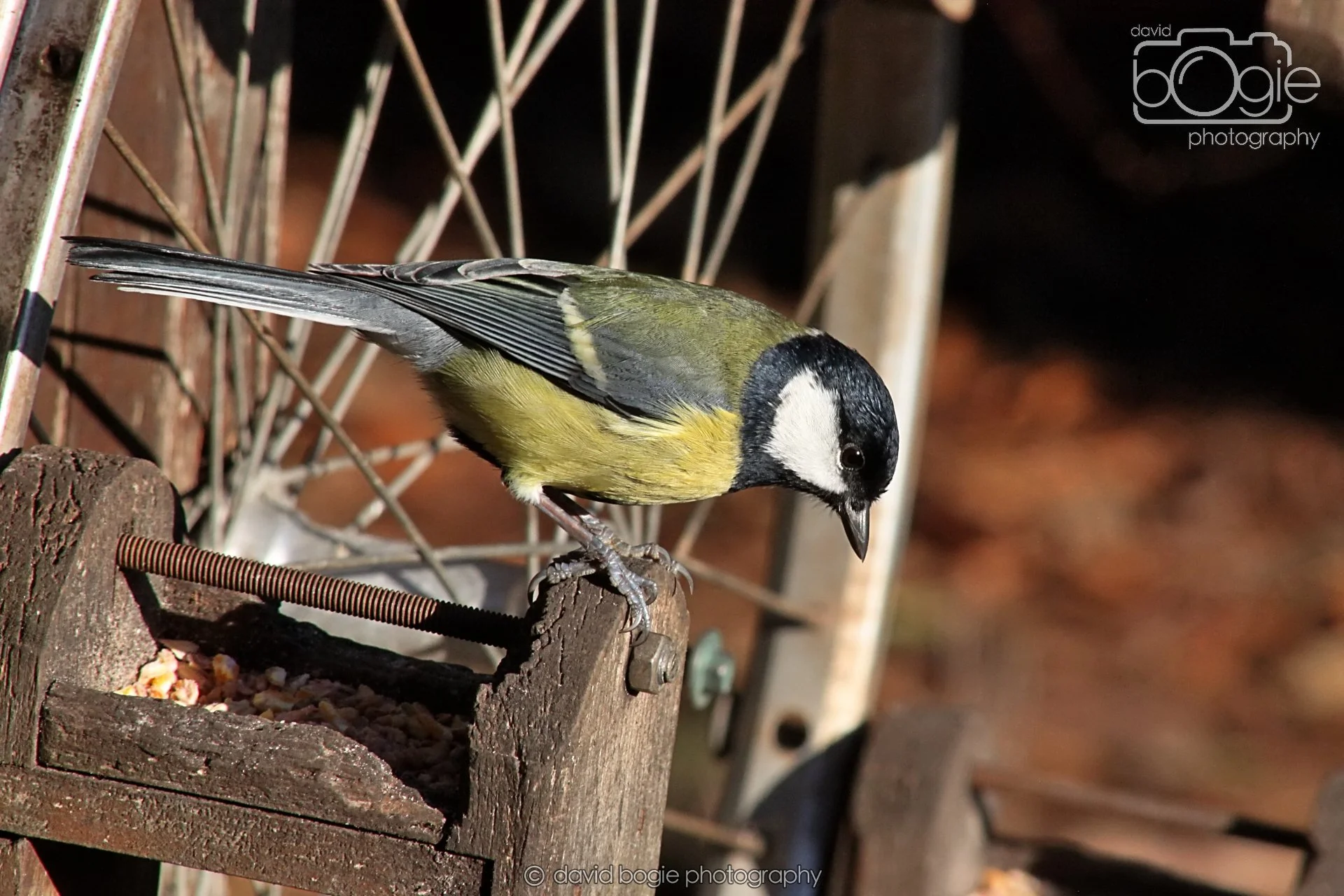 20251125 135030 Silverburn 0195.JPG