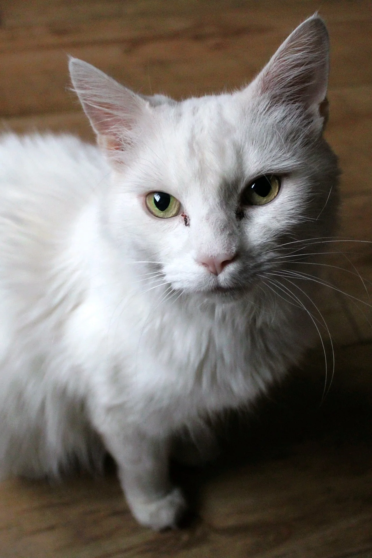 CATS 0013.jpg