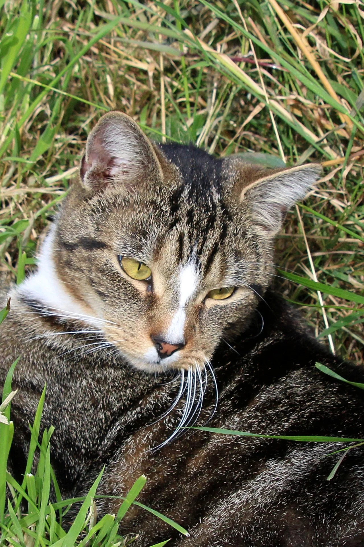 CATS 0236.jpg